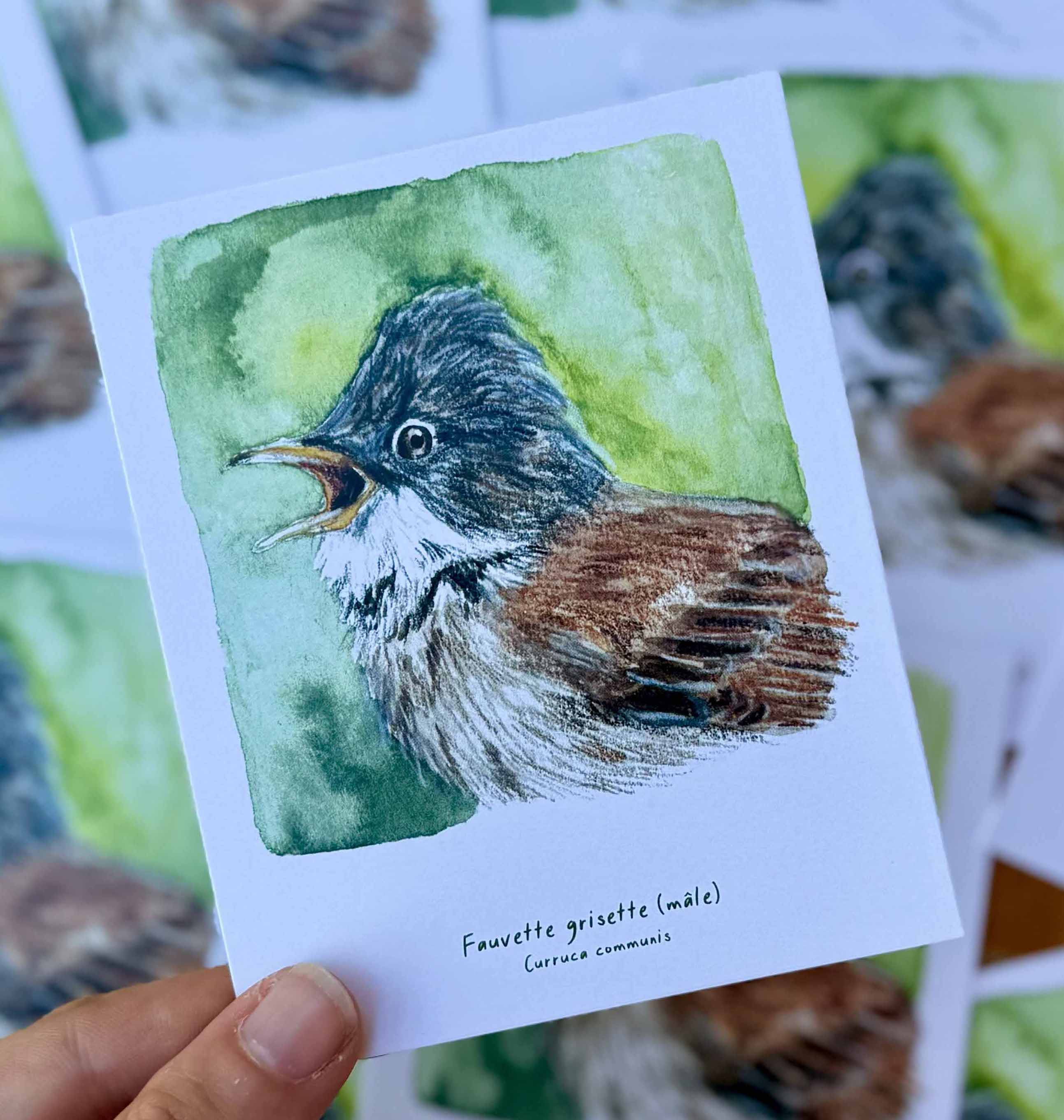 Polaroïd portrait Fauvette grisette