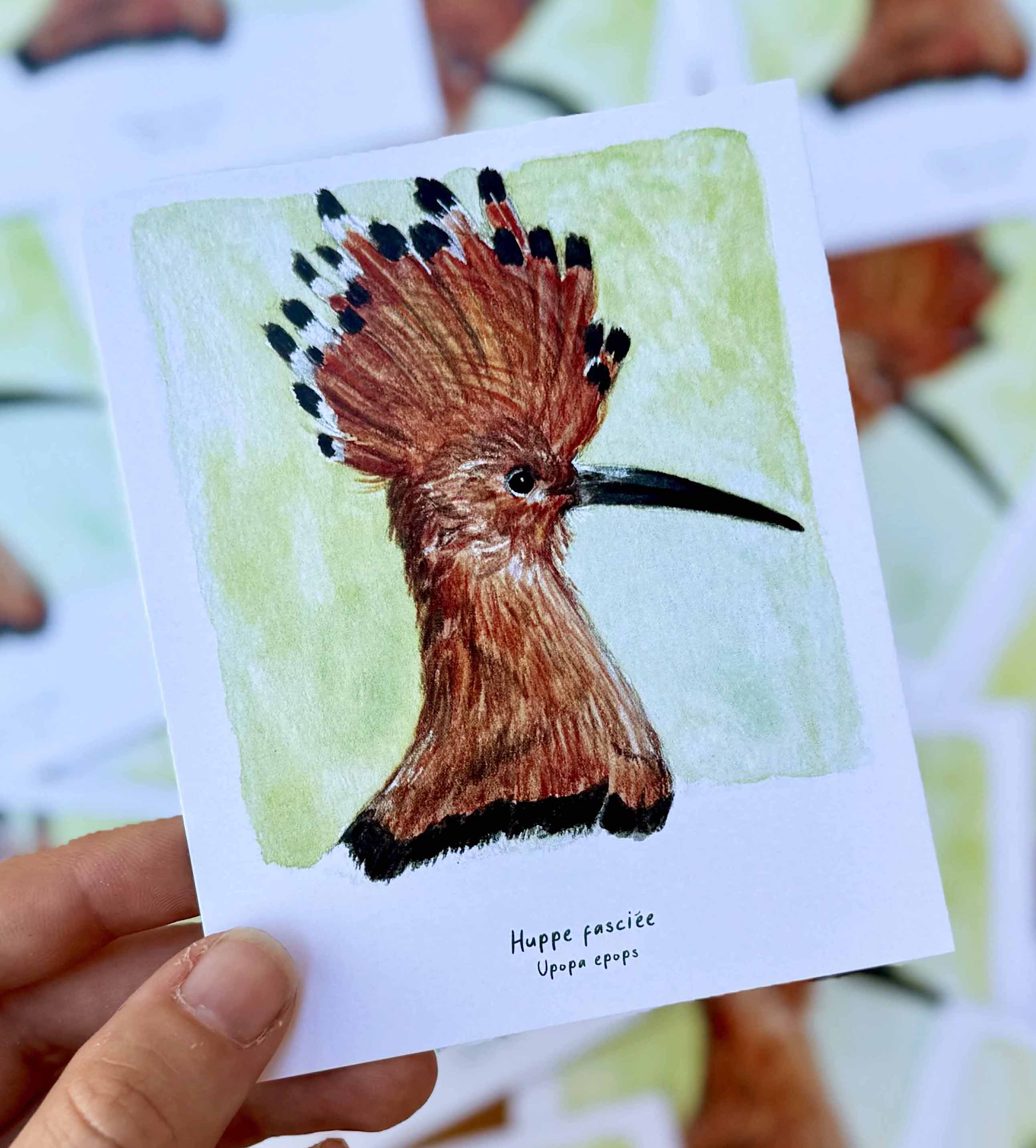 Polaroïd portrait Huppe fasciée