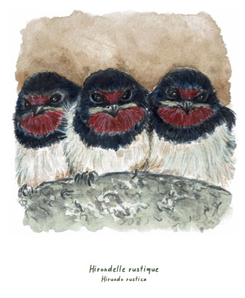 Polaroïd portrait Hirondelle rustique