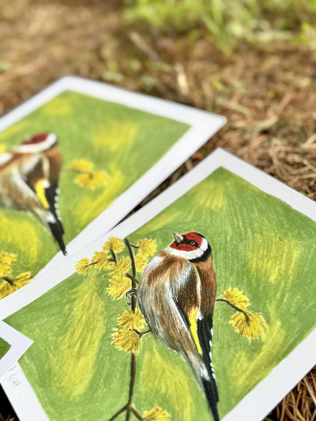 Chardonneret élégant