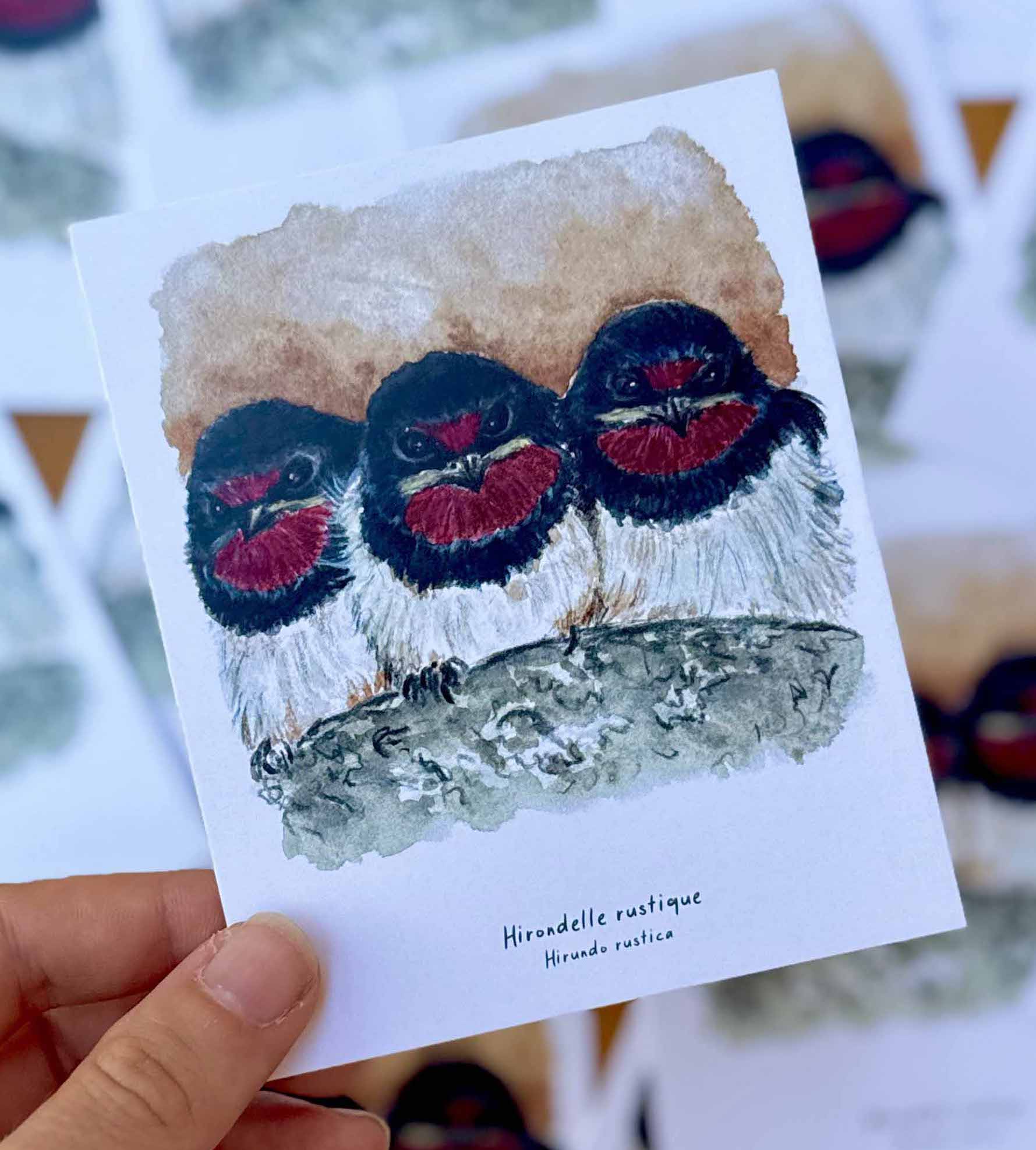 Polaroïd portrait Hirondelle rustique