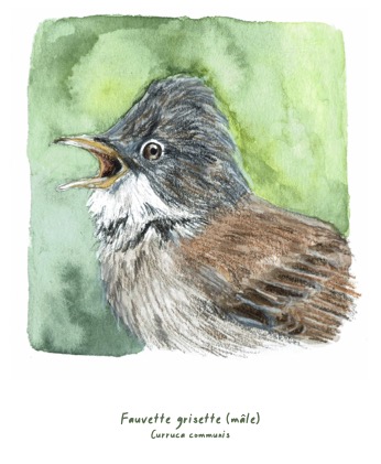 Polaroïd portrait Fauvette grisette