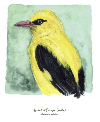 Polaroïd portrait Loriot d'Europe