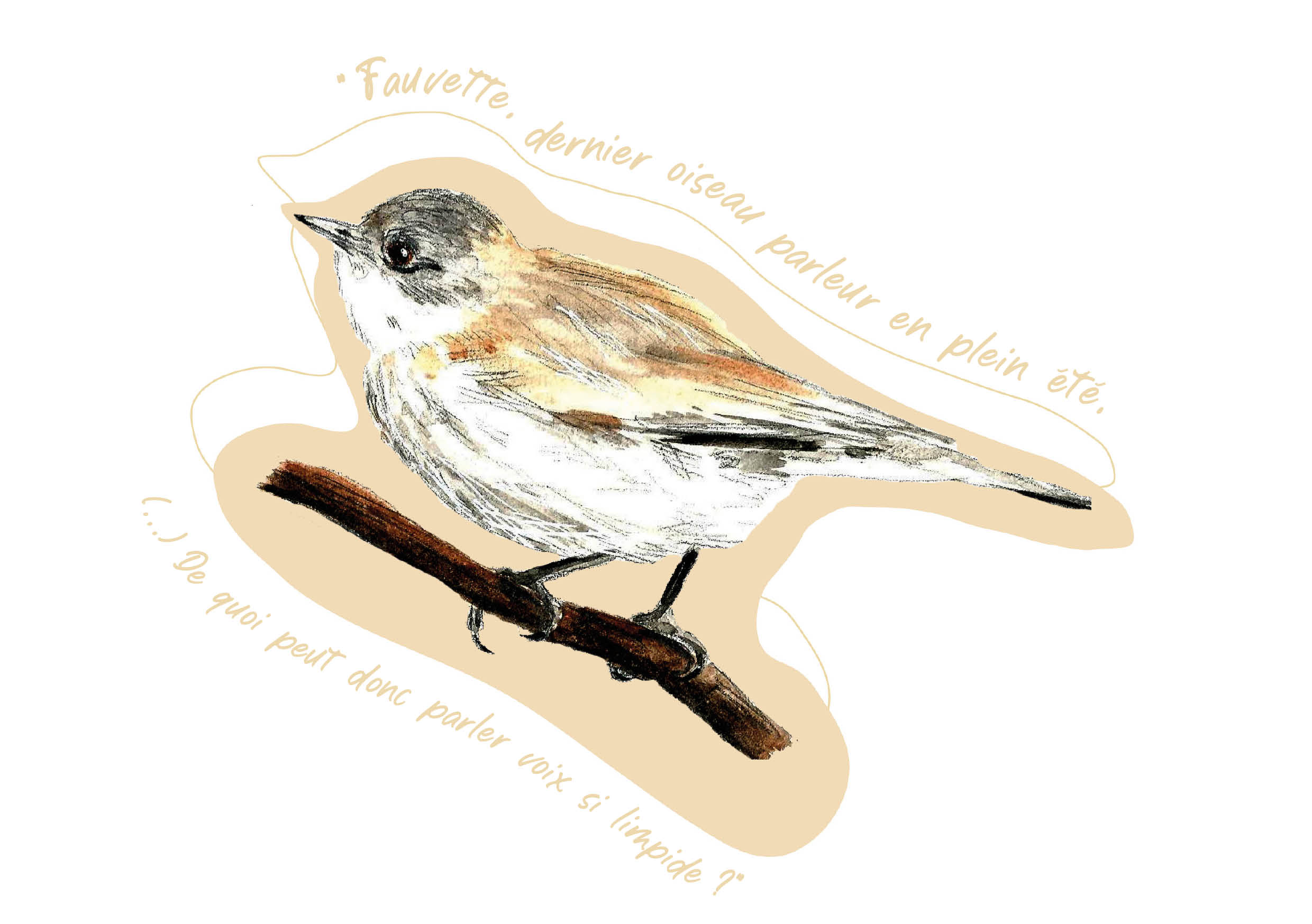 "Oiseaux poètes" - Fauvette babillarde