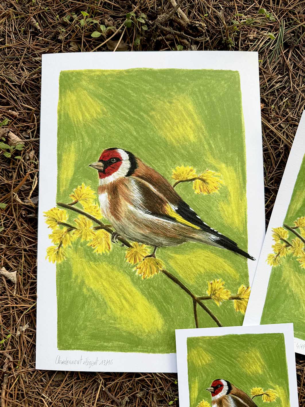 Chardonneret élégant