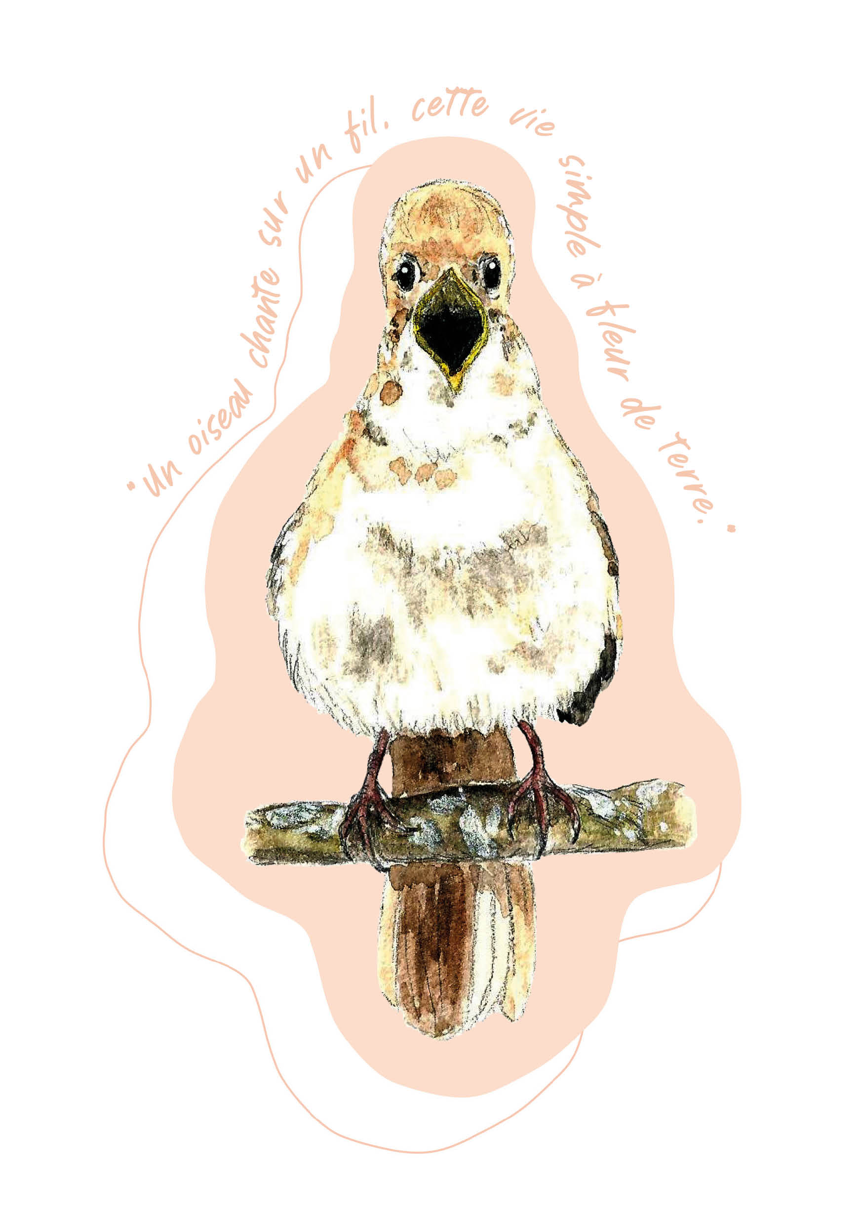 "Oiseaux poètes" - Rossignol philomèle