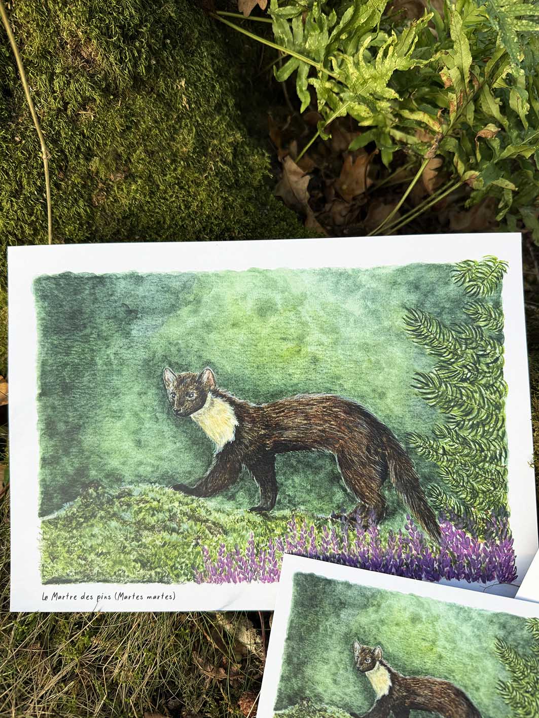Martre des pins