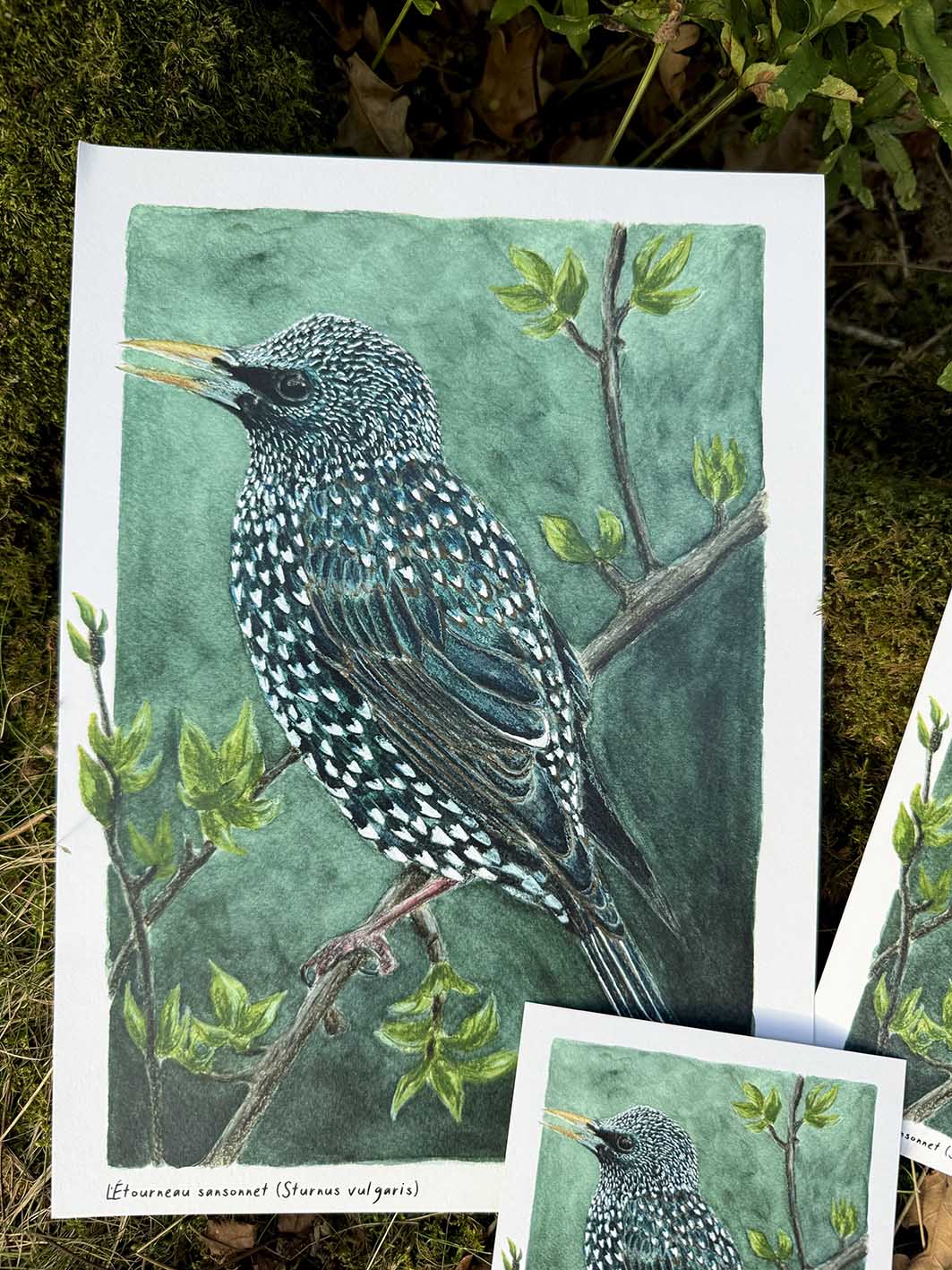 Étourneau sansonnet