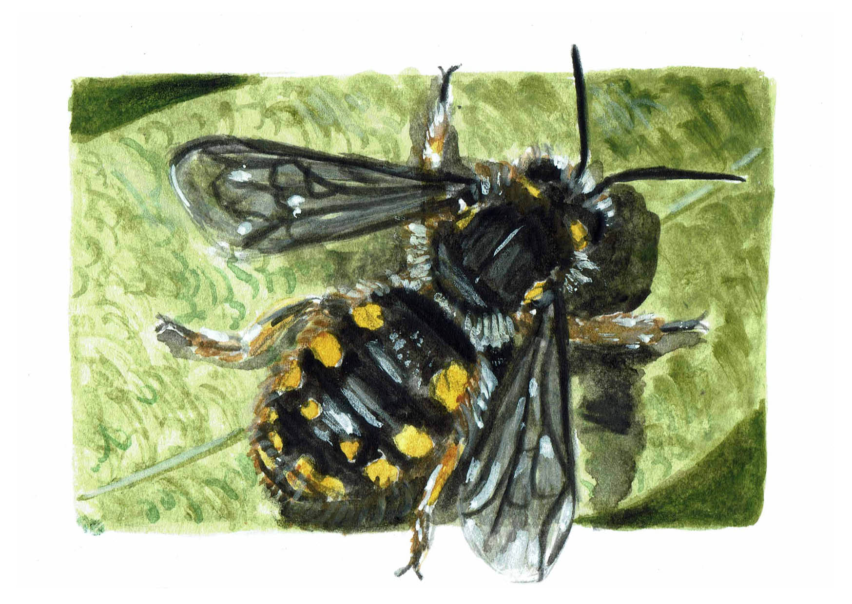 Carte abeille cotonnière