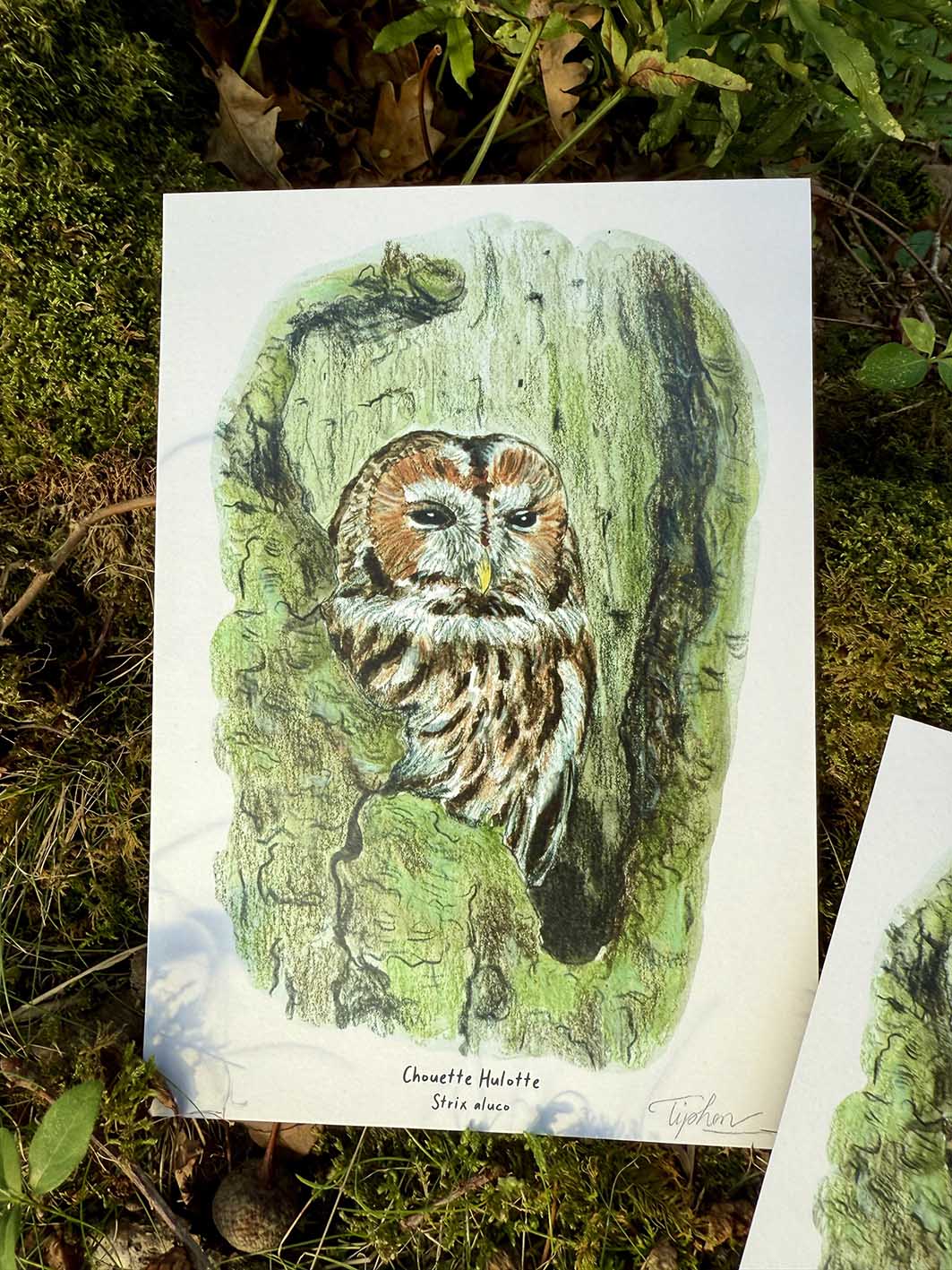 Chouette hulotte