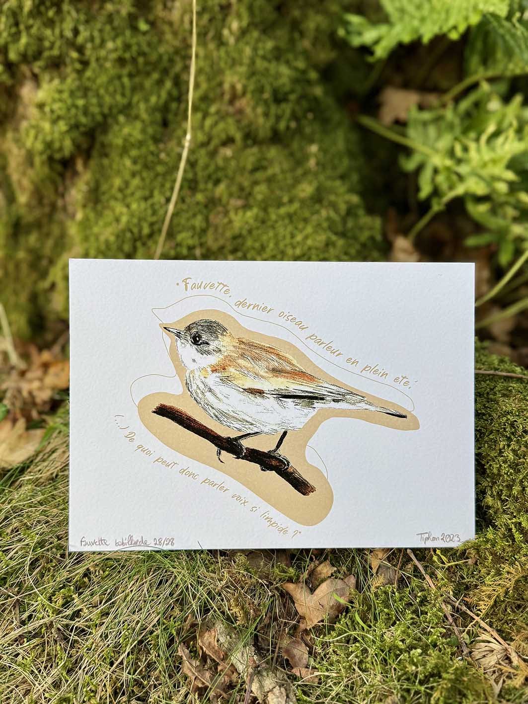 "Oiseaux poètes" - Fauvette babillarde