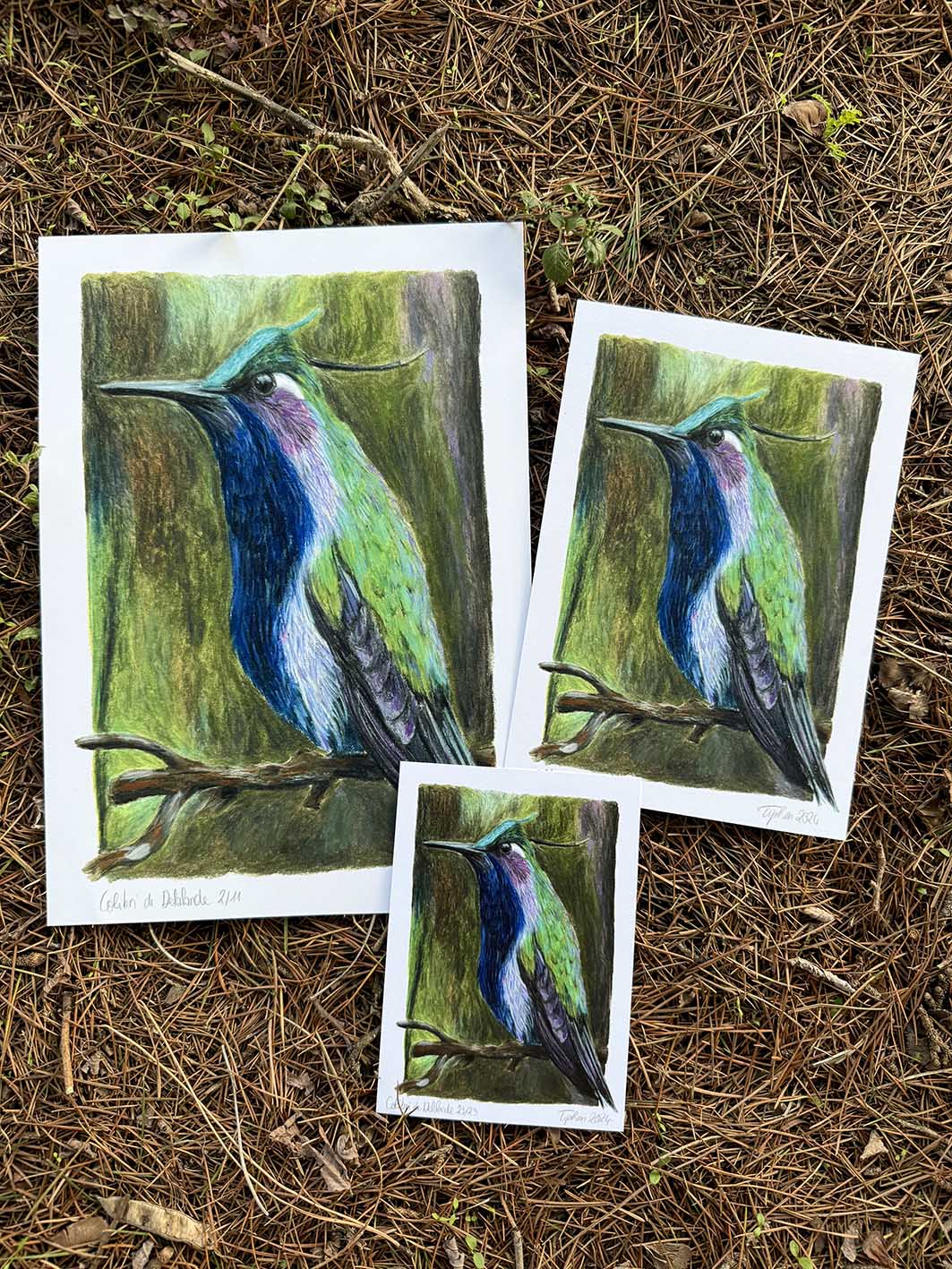 Colibri de Delalande