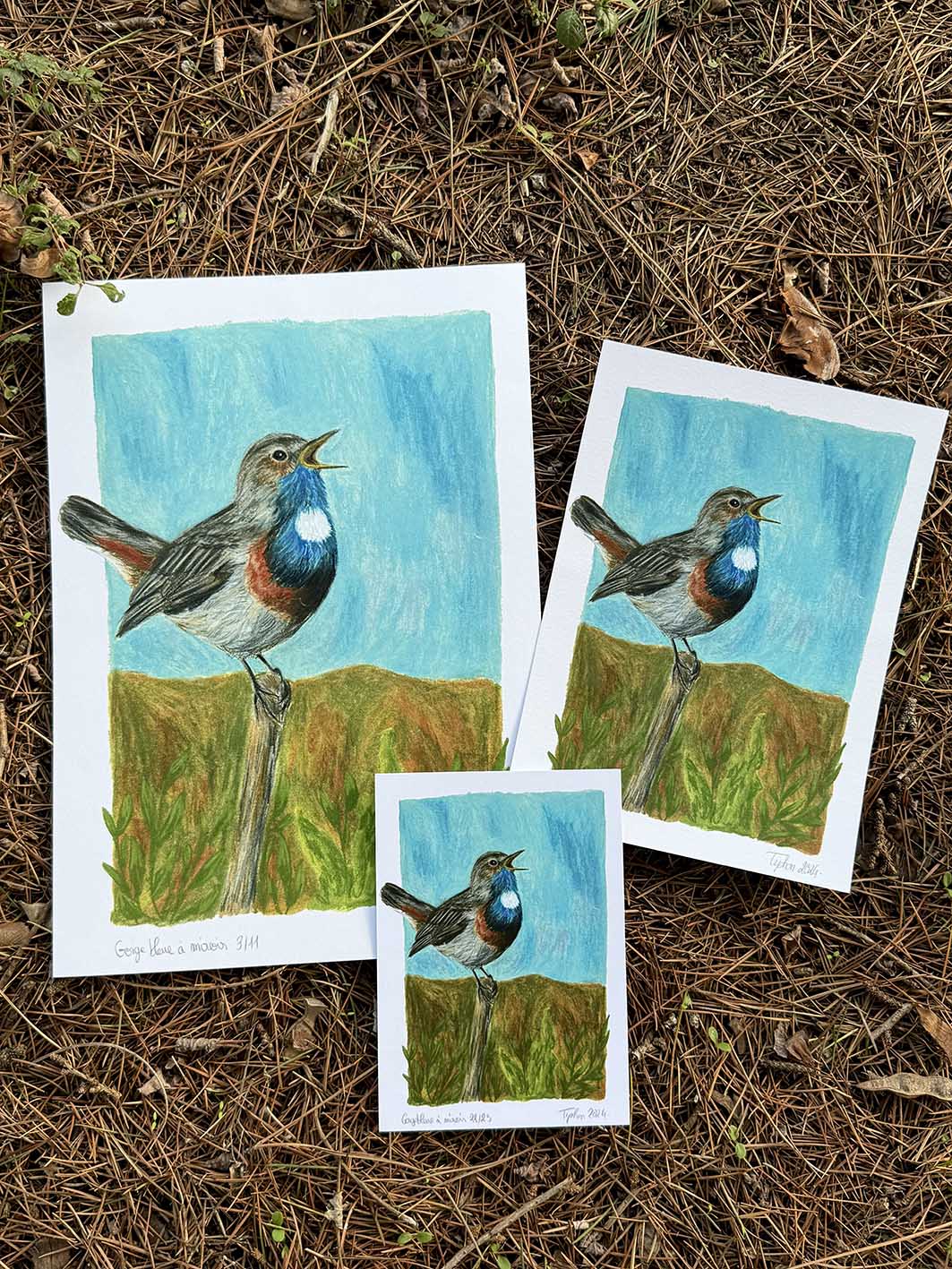 Gorgebleue à miroir