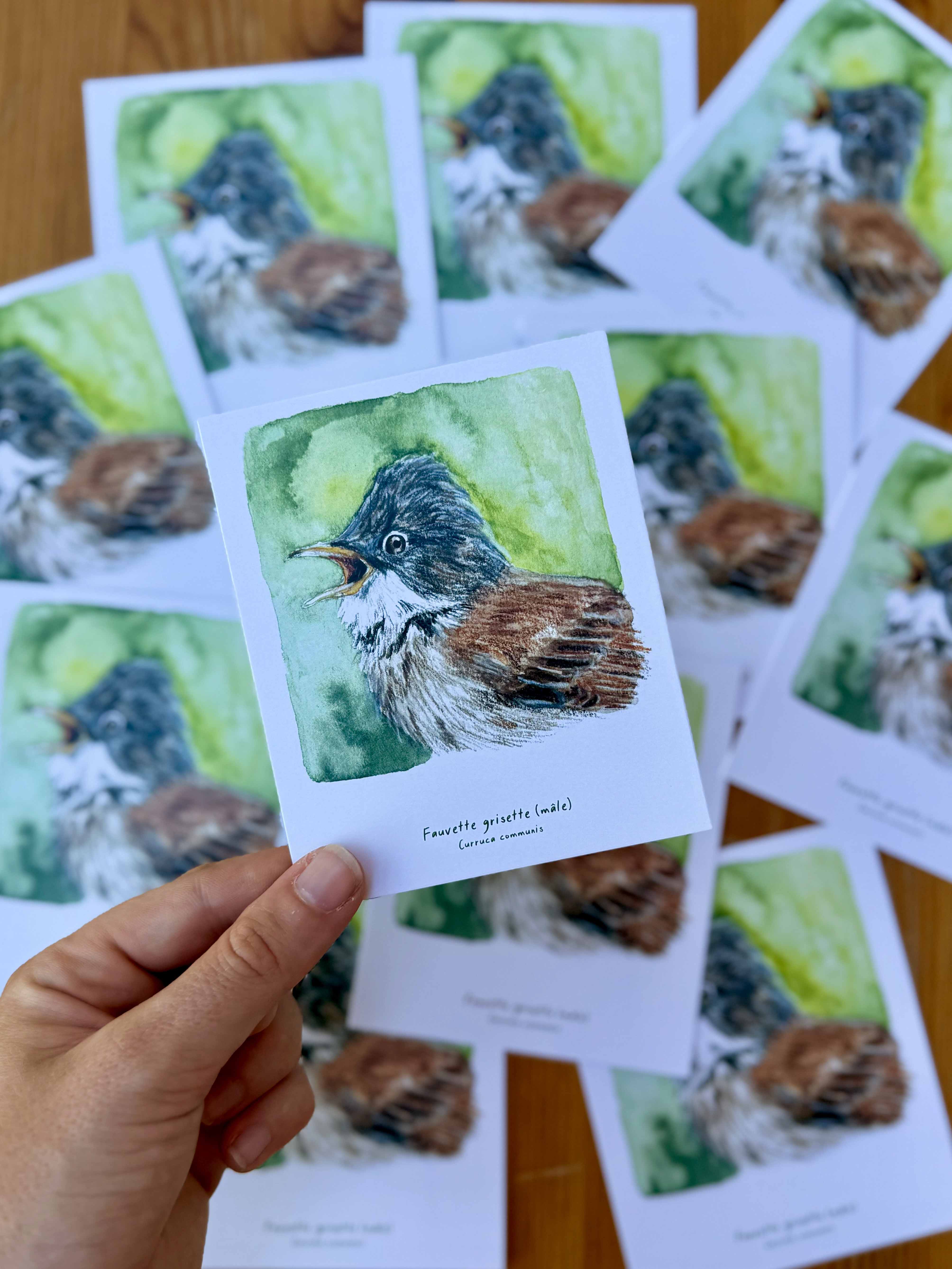 Polaroïd portrait Fauvette grisette