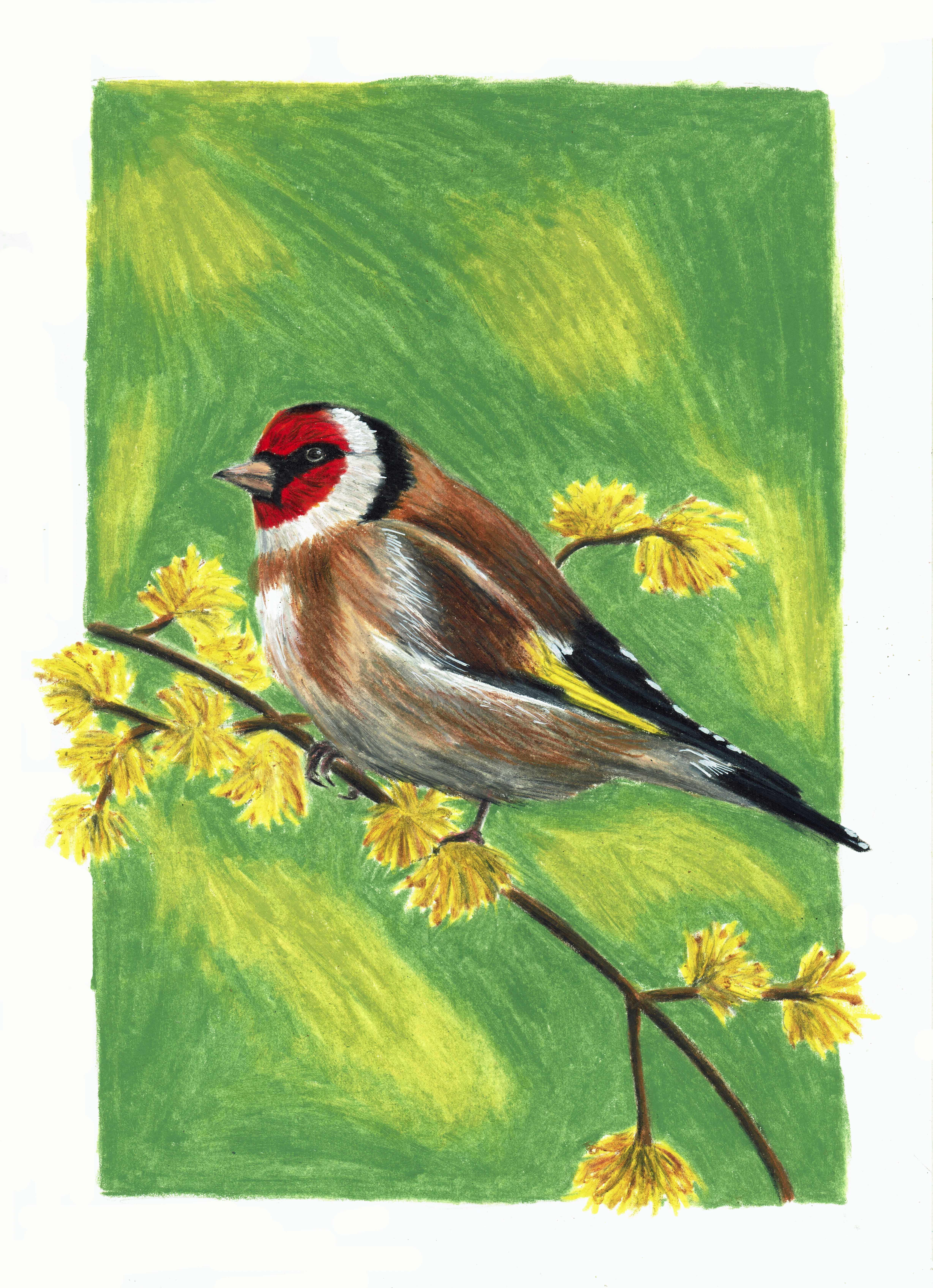 Chardonneret élégant