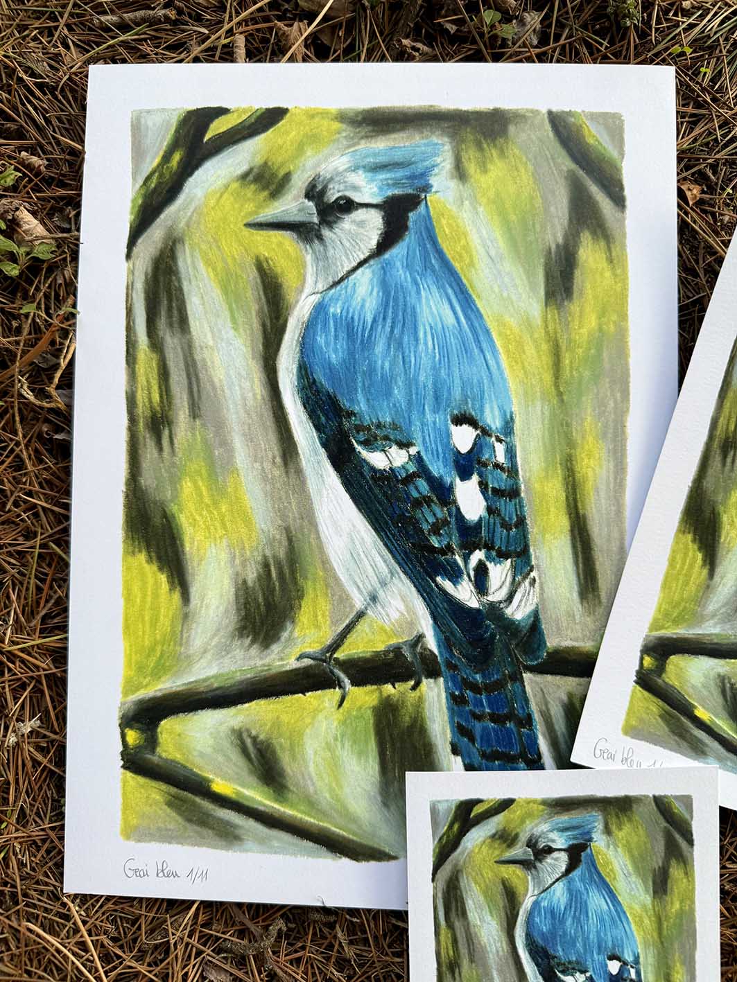 Geai bleu