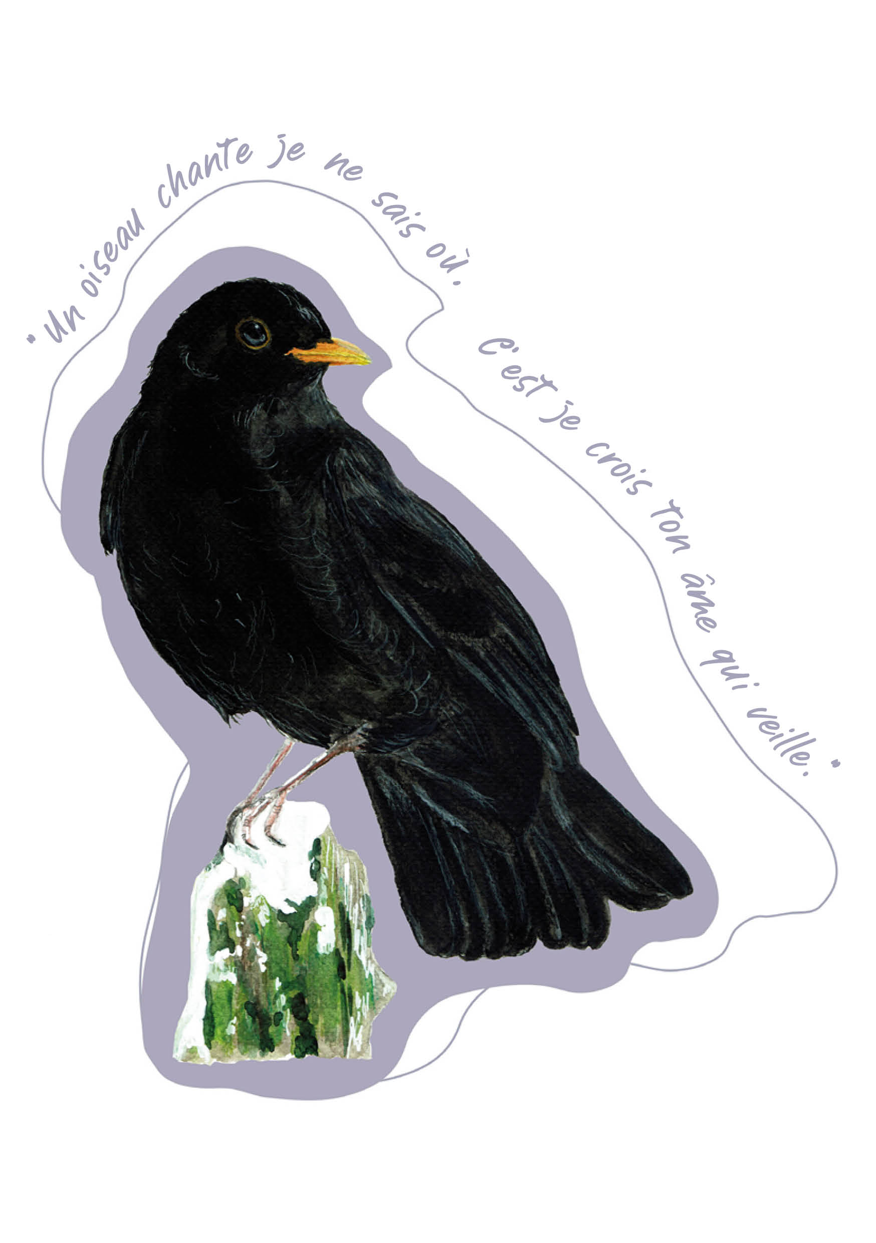 "Oiseaux poètes" - Merle noir