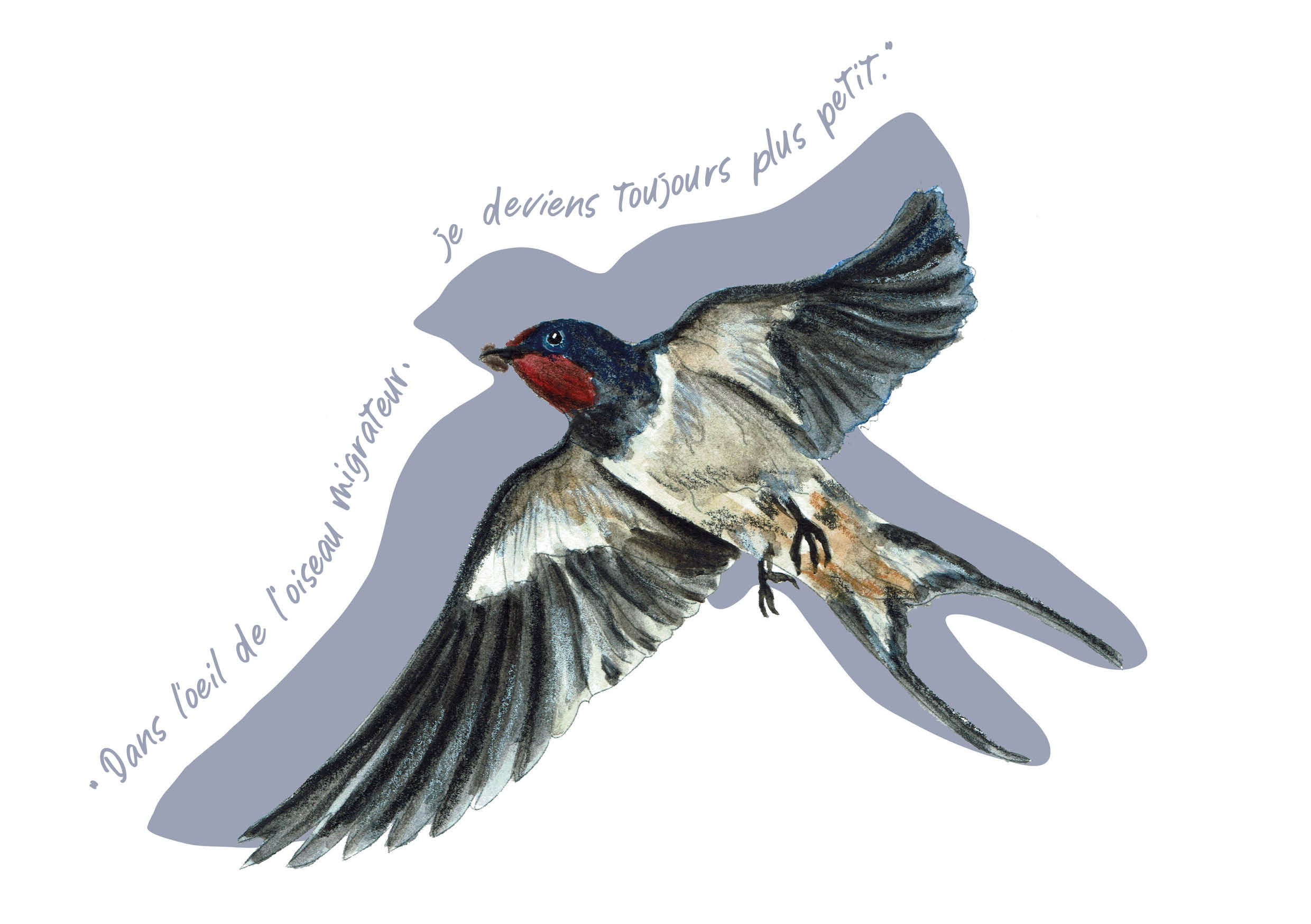 "Oiseaux poètes" - Hirondelle rustique