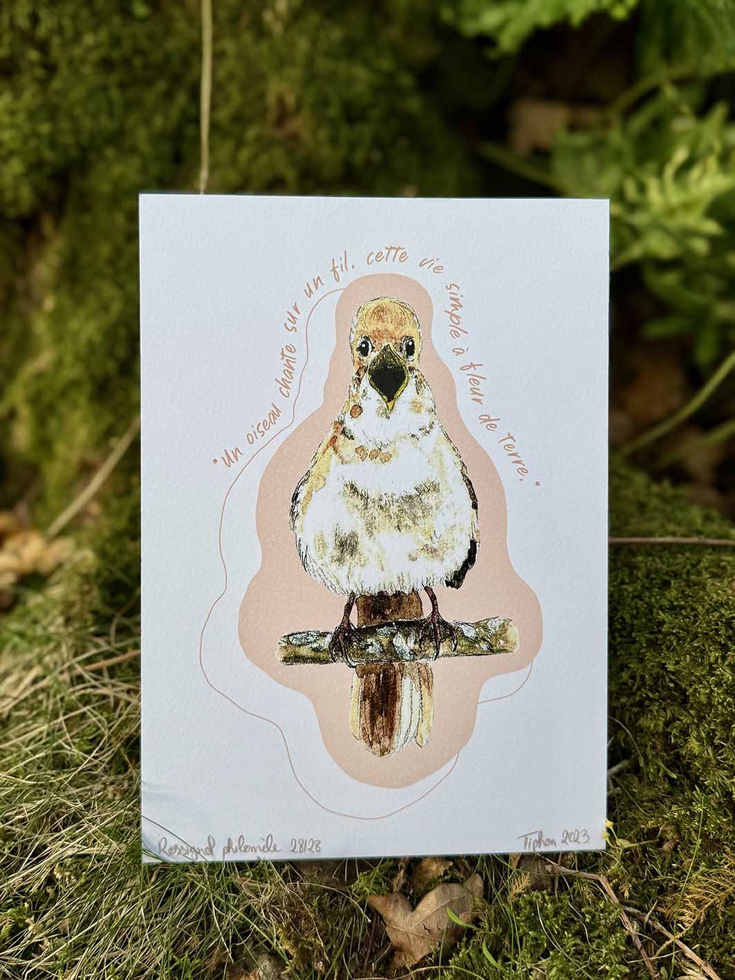 "Oiseaux poètes" - Rossignol philomèle