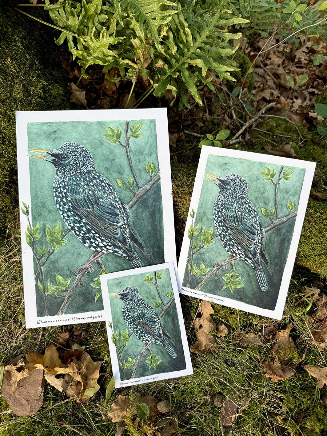 Étourneau sansonnet