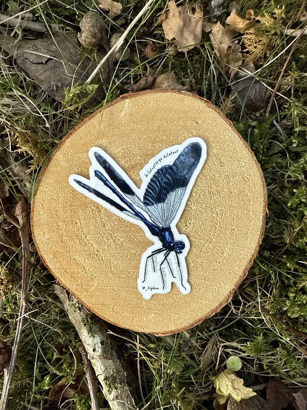 Sticker demoiselle "Caloptéryx éclatant"