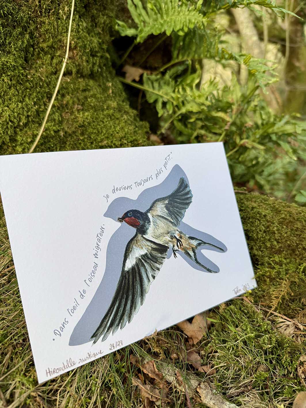 "Oiseaux poètes" - Hirondelle rustique