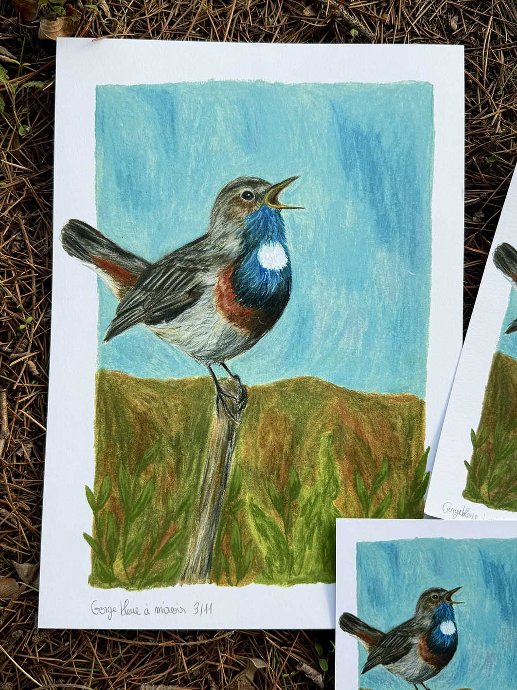 Gorgebleue à miroir