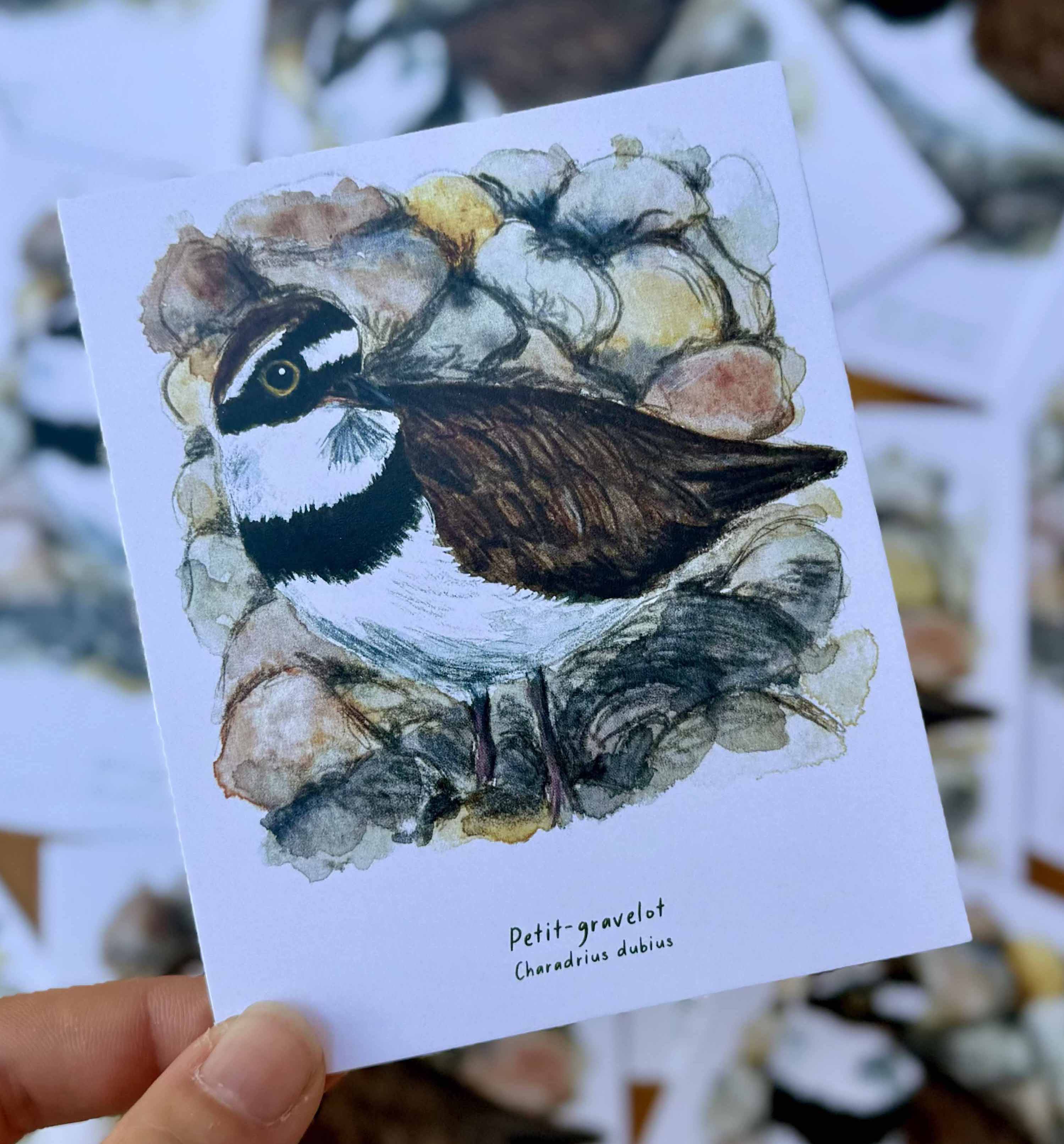 Polaroïd portrait Petit-gravelot