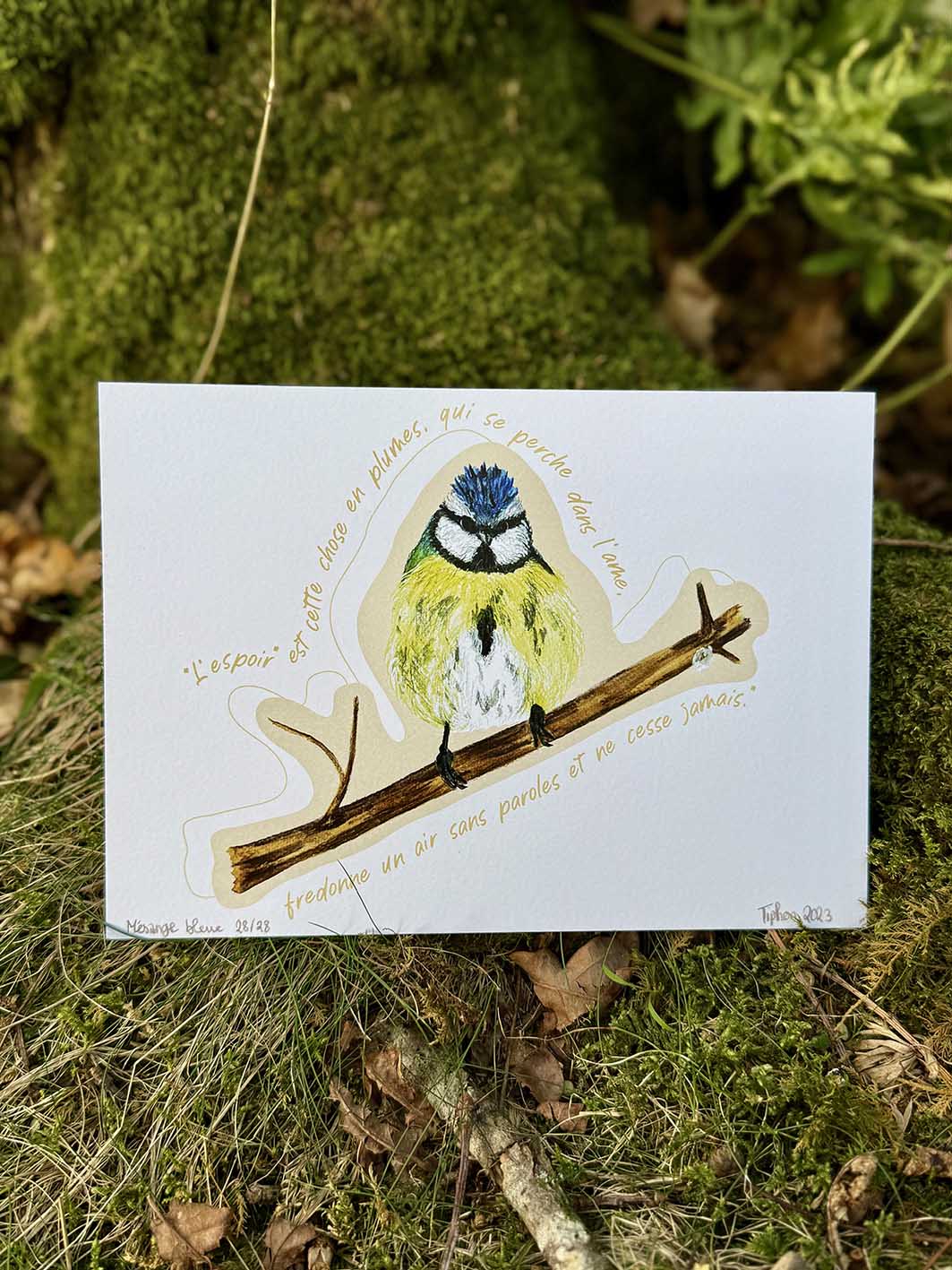 "Oiseaux poètes" - Mésange bleue