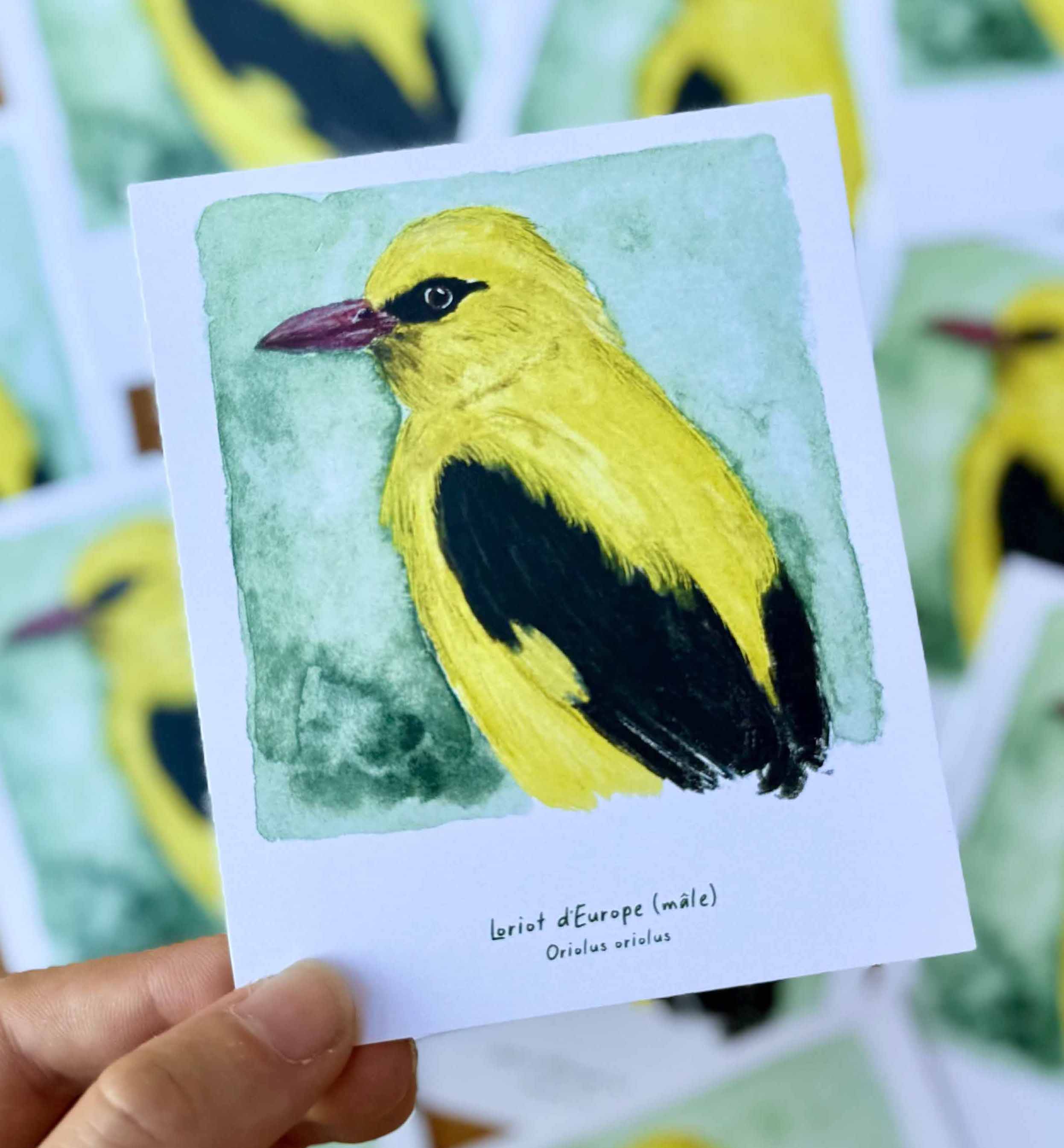 Polaroïd portrait Loriot d'Europe