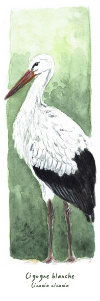 Marque-page Cigogne blanche