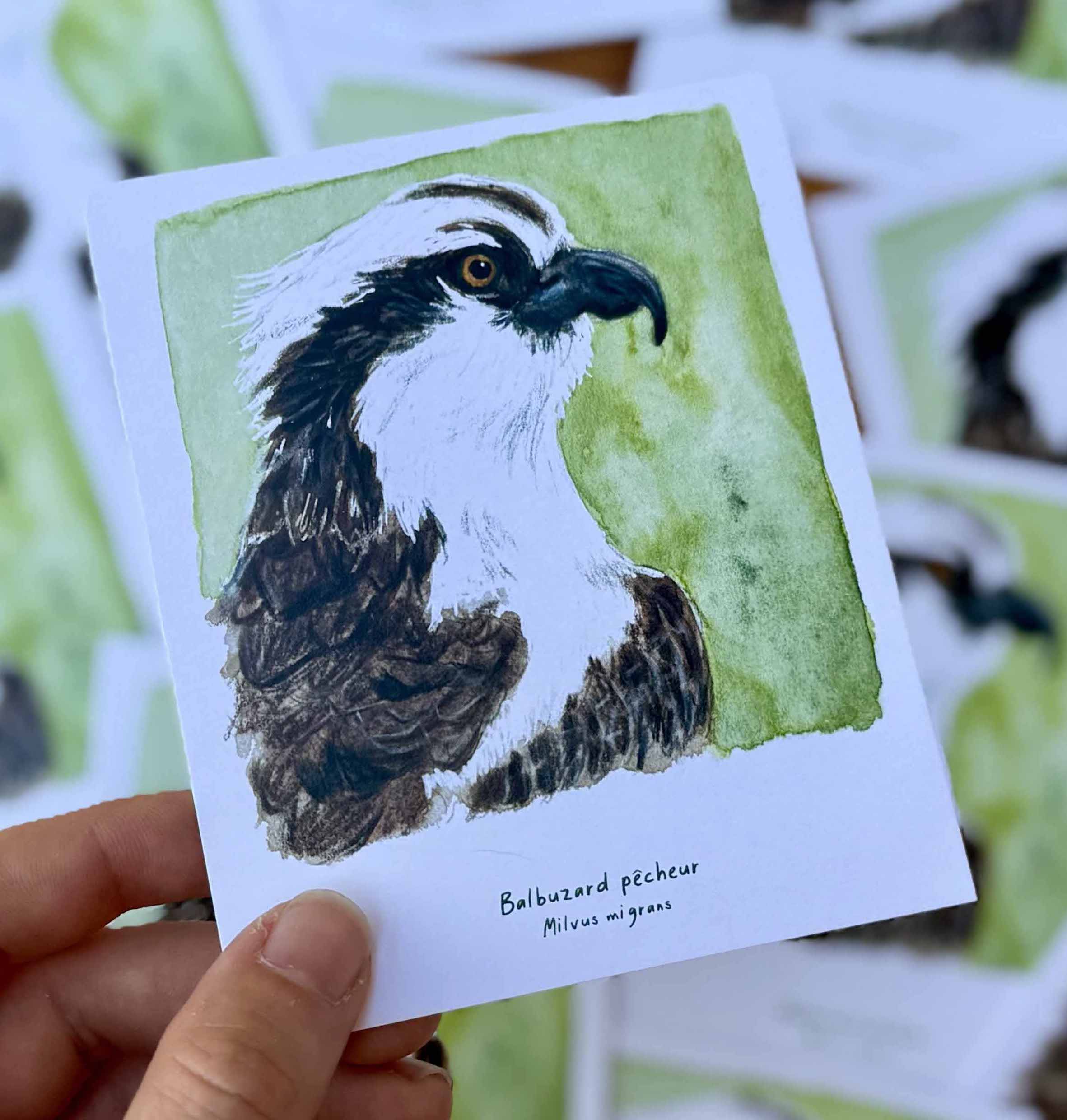 Polaroïd portrait Balbuzard pêcheur