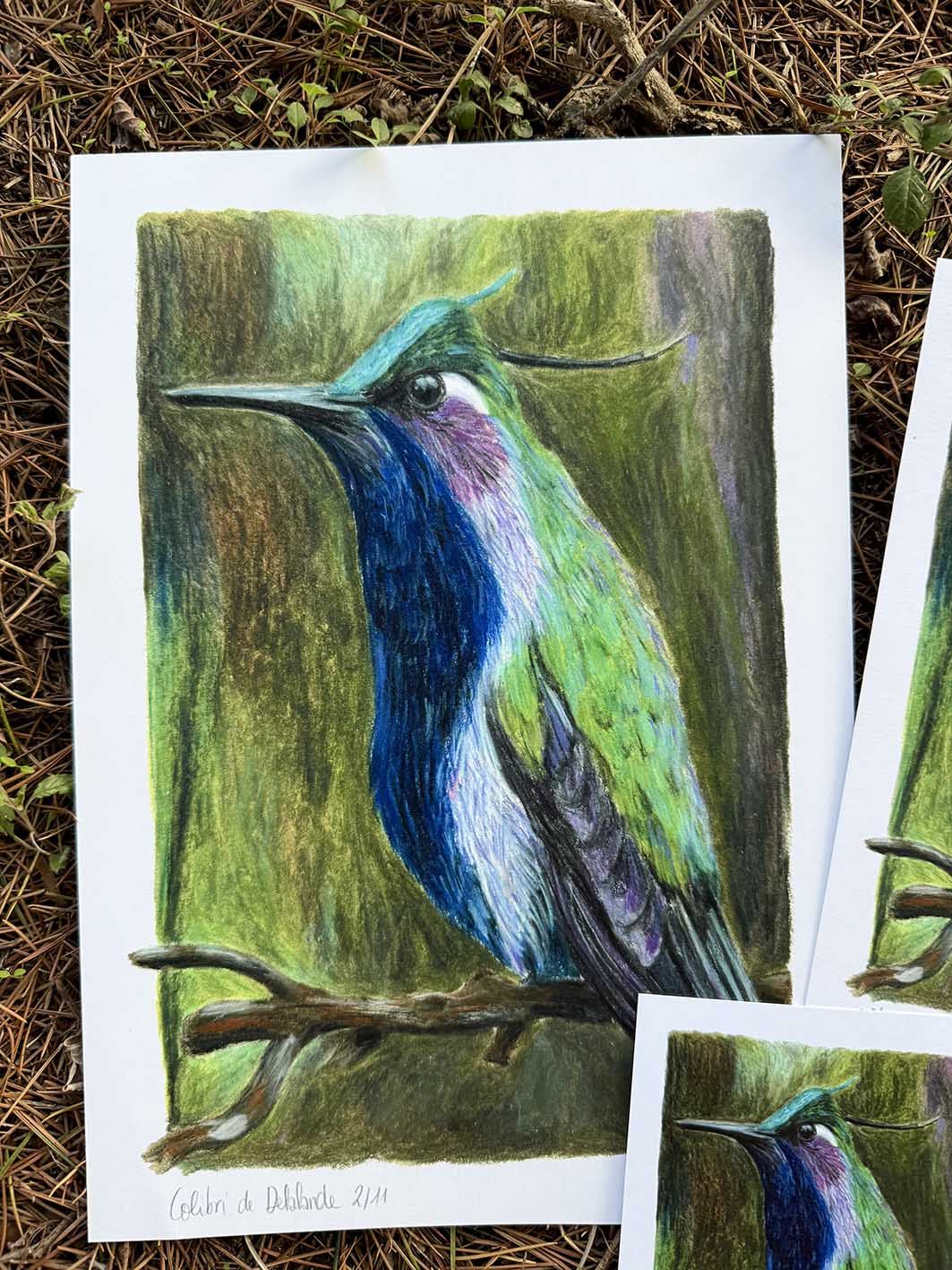 Colibri de Delalande