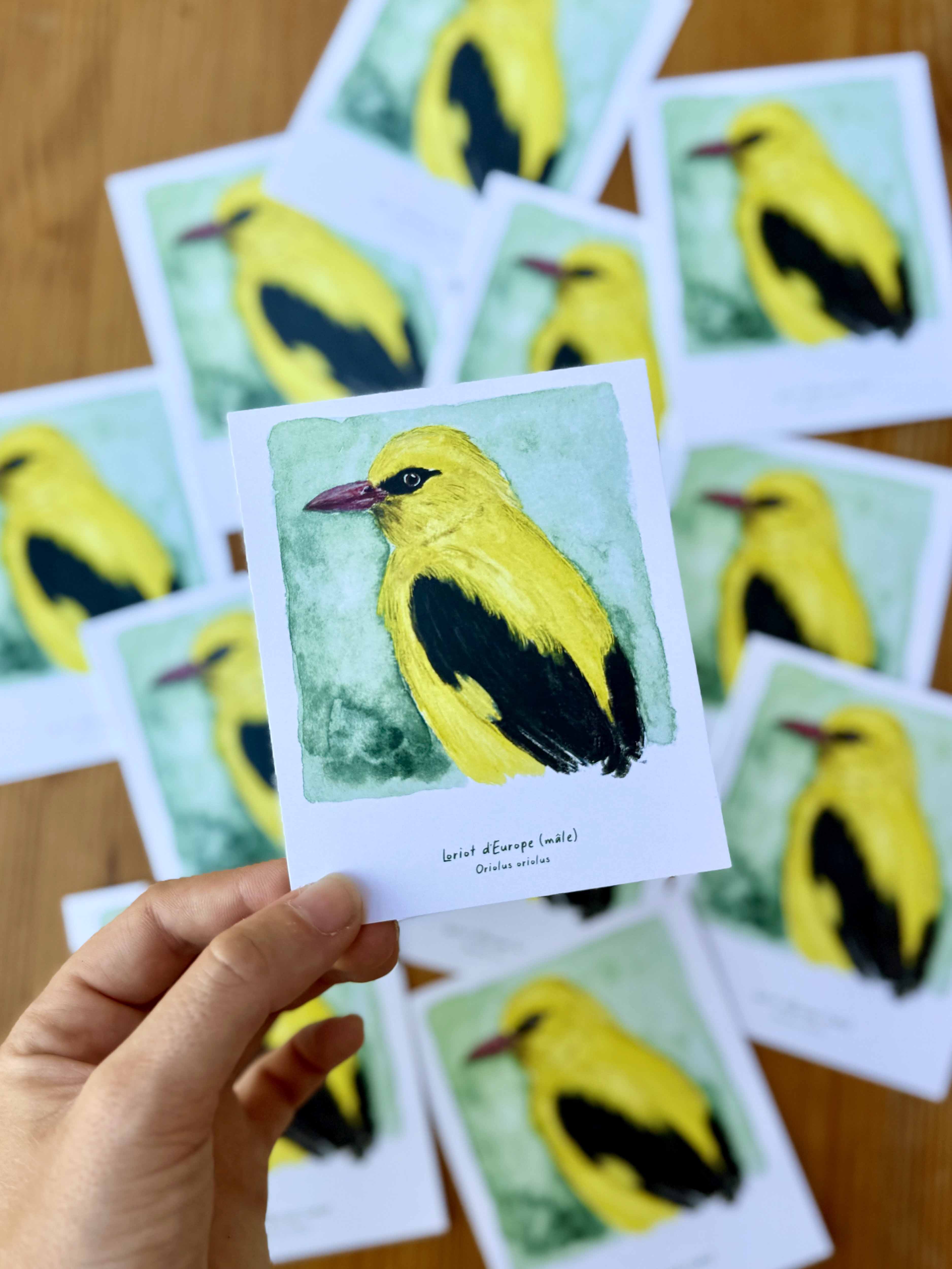 Polaroïd portrait Loriot d'Europe