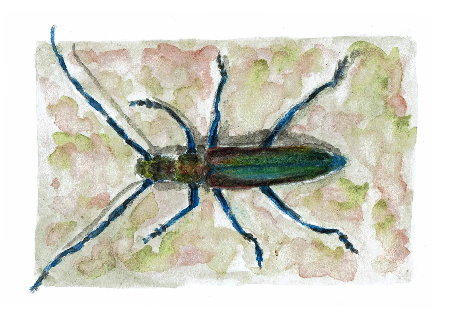 Carte Parfumeur / Aromie musquée