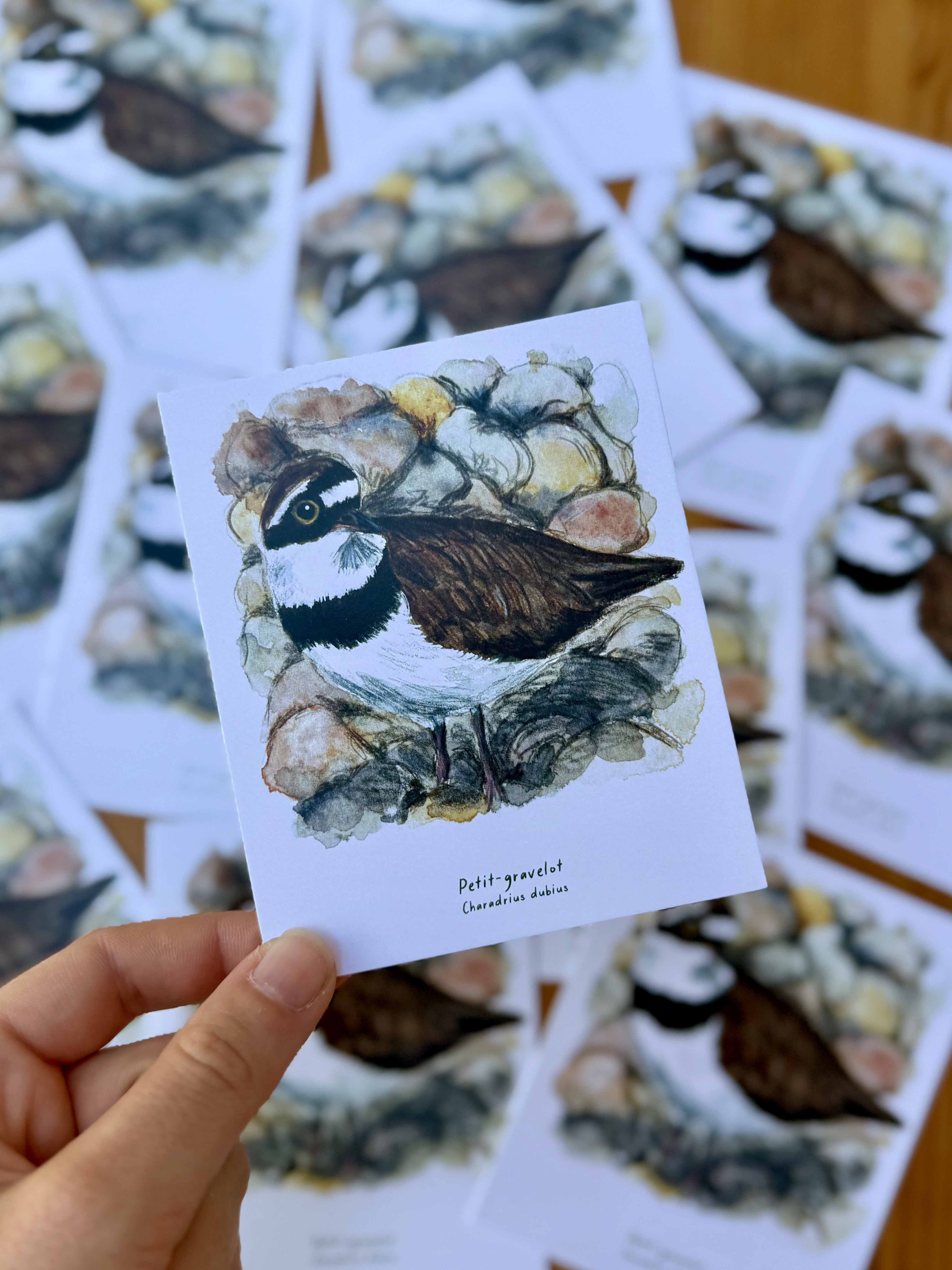Polaroïd portrait Petit-gravelot
