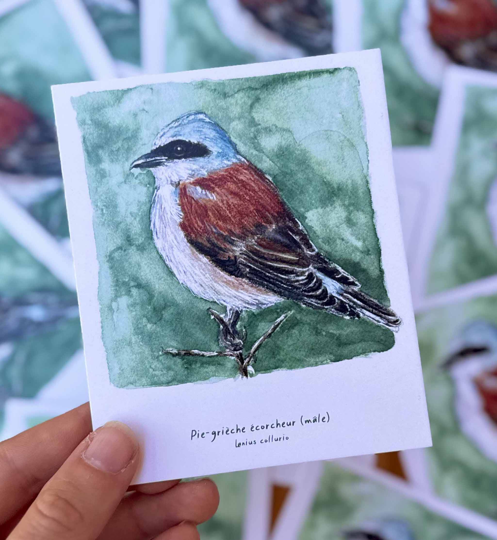 Polaroïd portrait Pie-grièche écorcheur