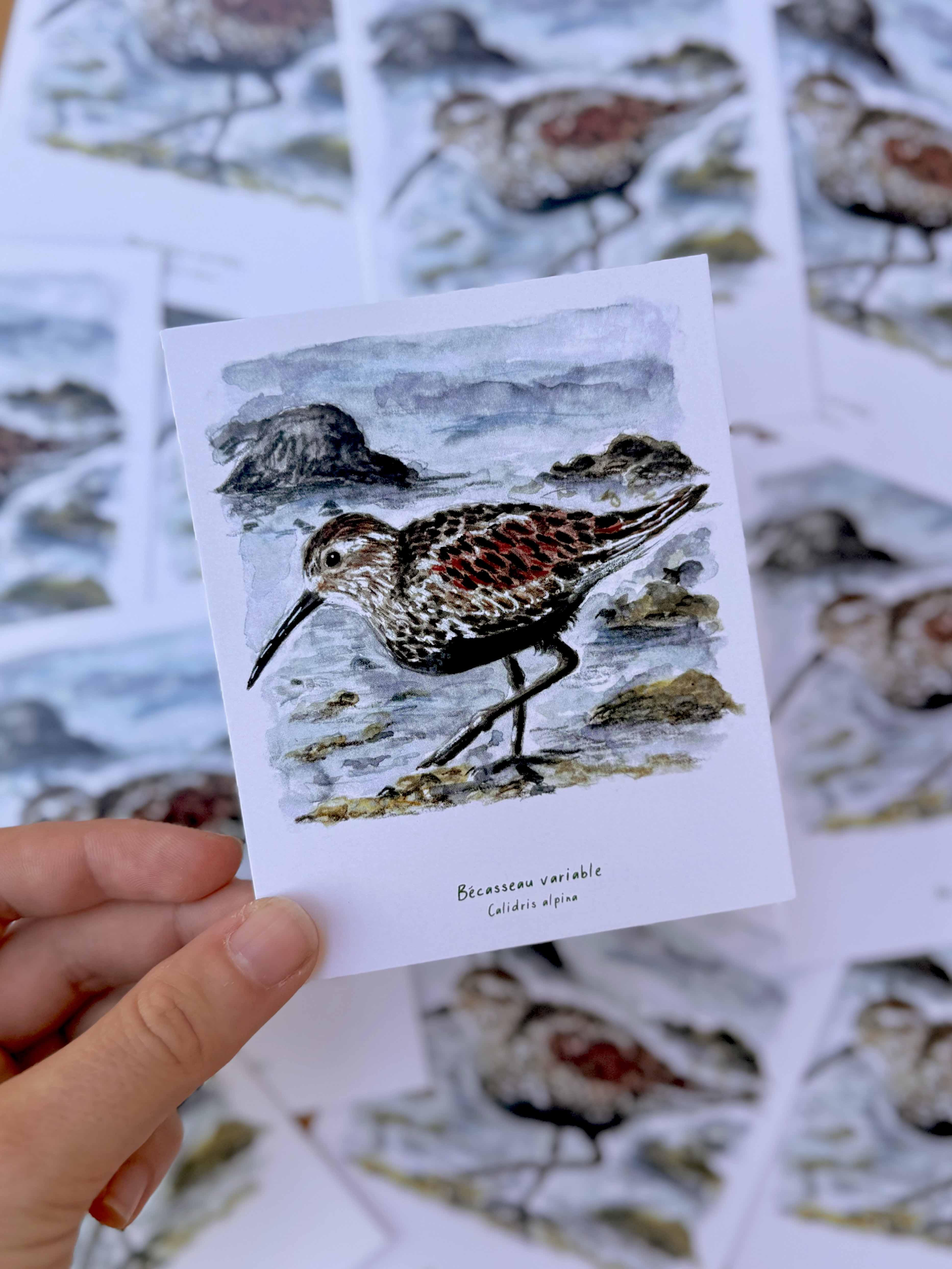 Polaroïd portrait Bécasseau variable