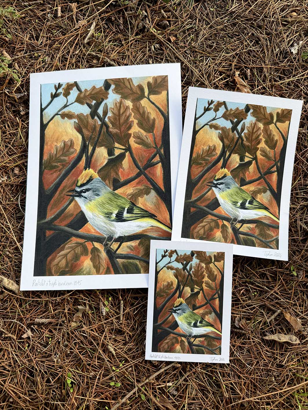 Roitelet triple bandeau