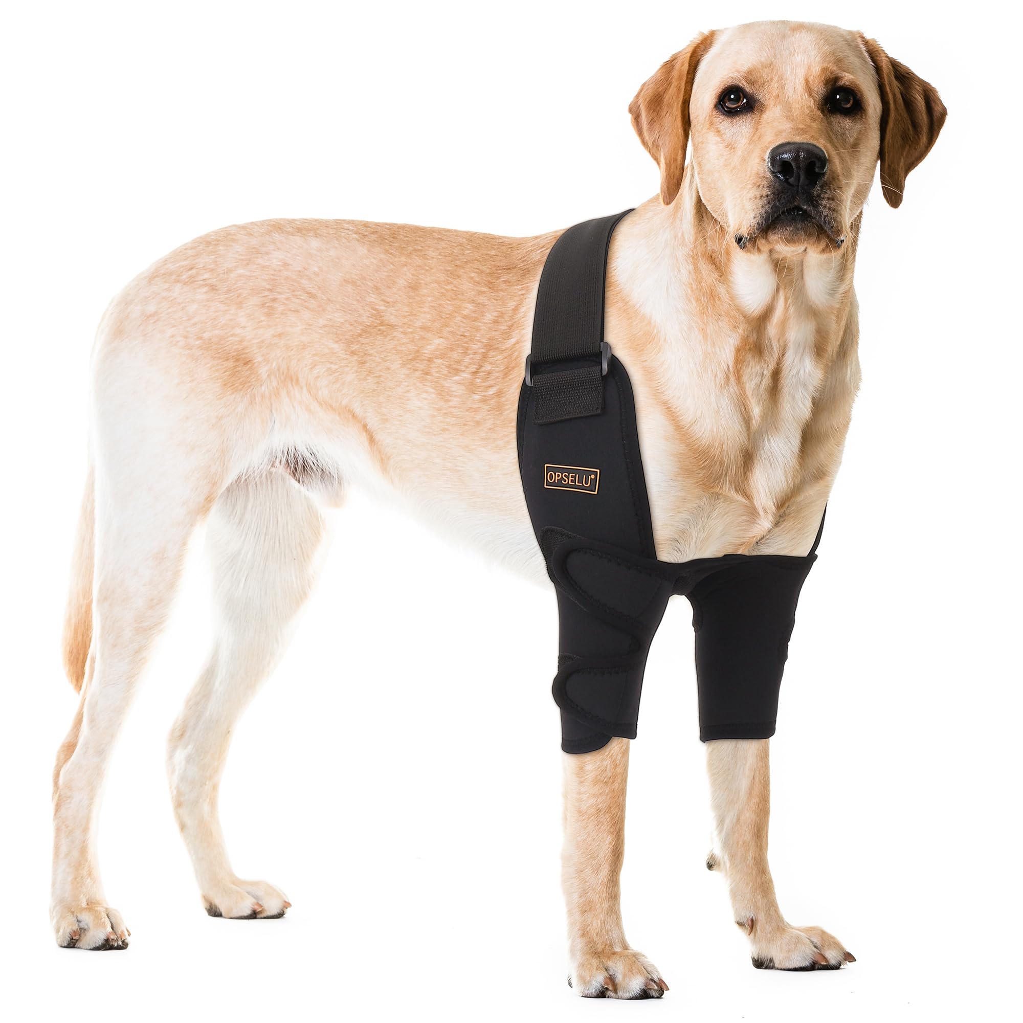 Dog Support Harness