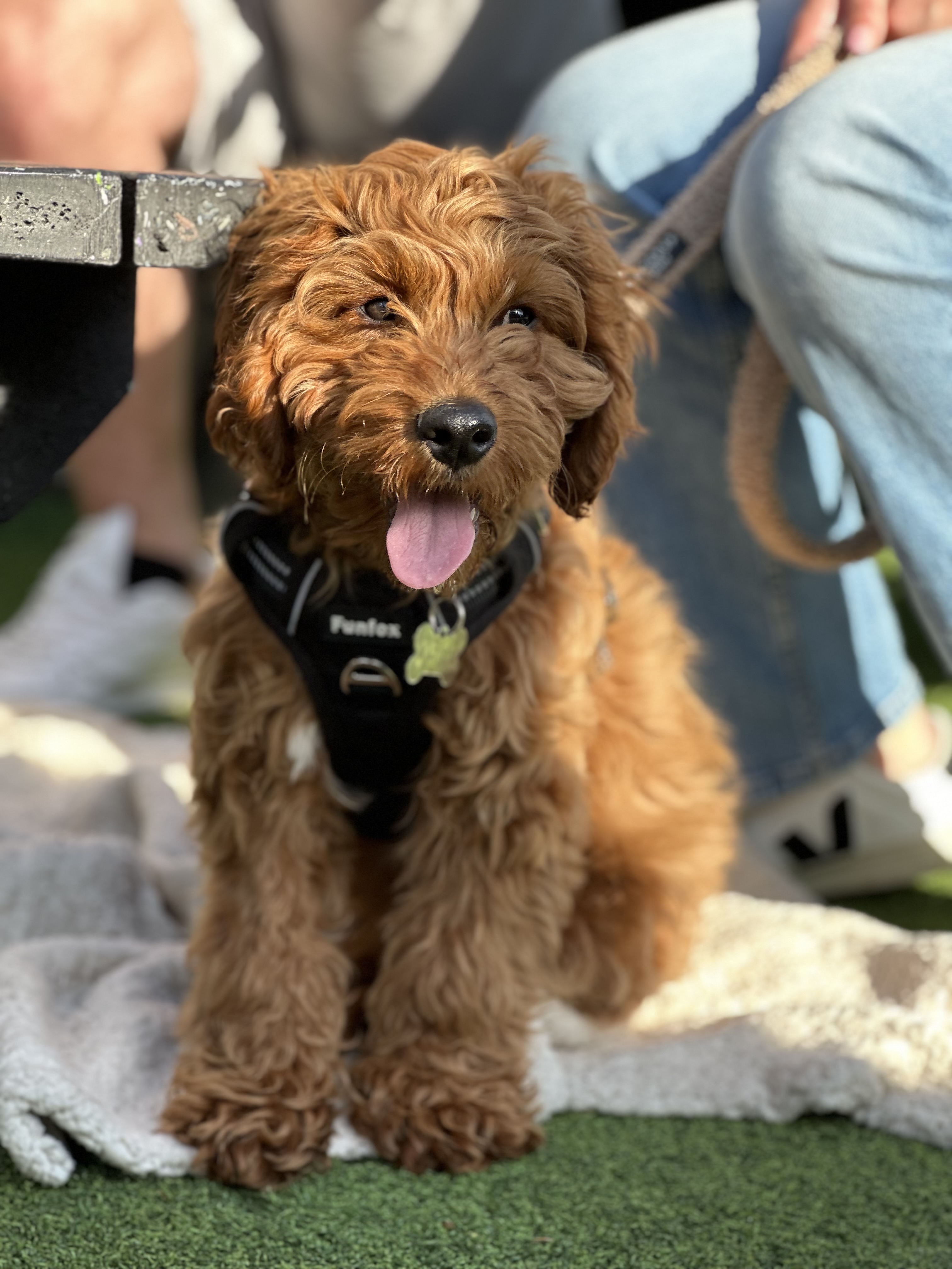 The Paw-sitive Puppy 