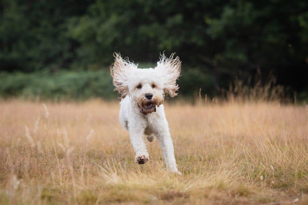 Focused 2 Hour 1:1 Loose Lead & Recall Session