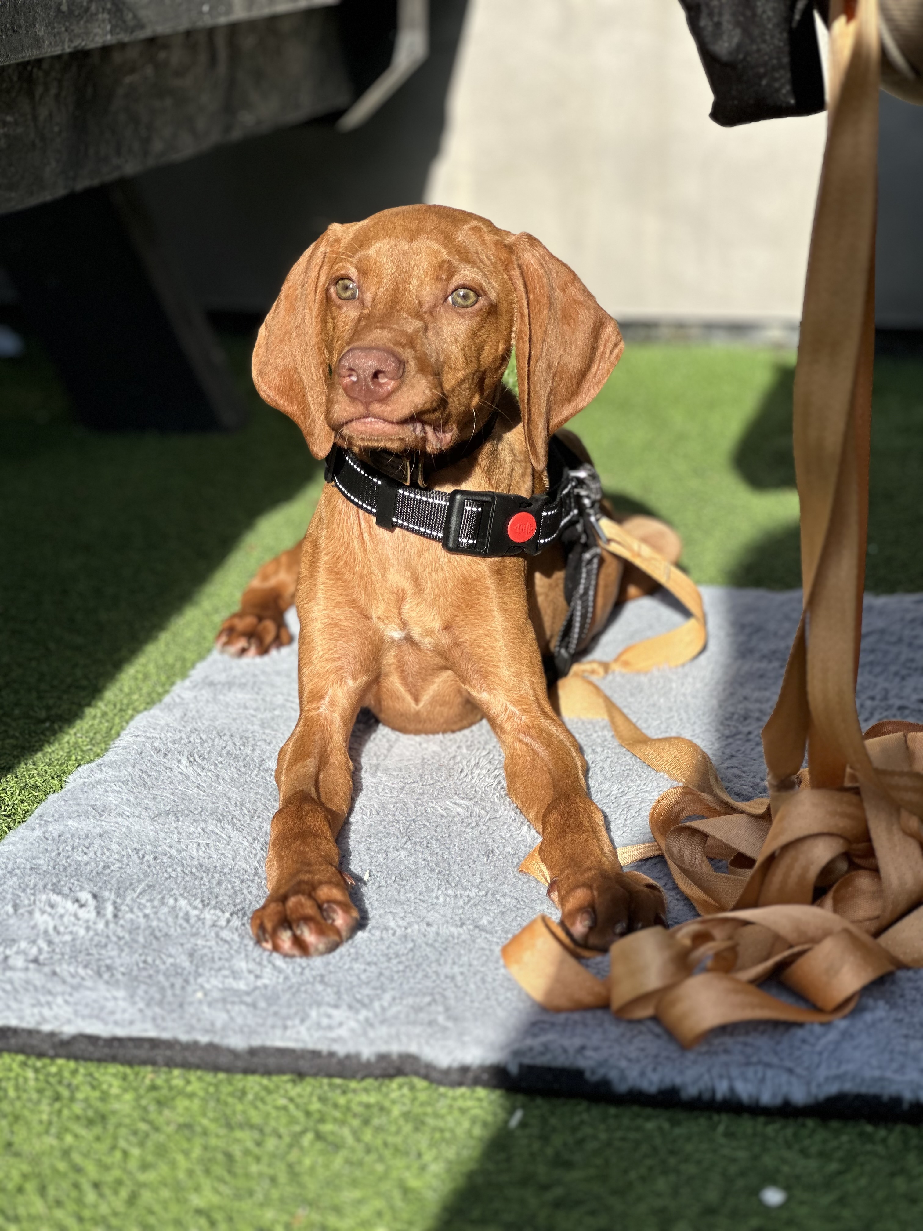 The Paw-sitive Puppy