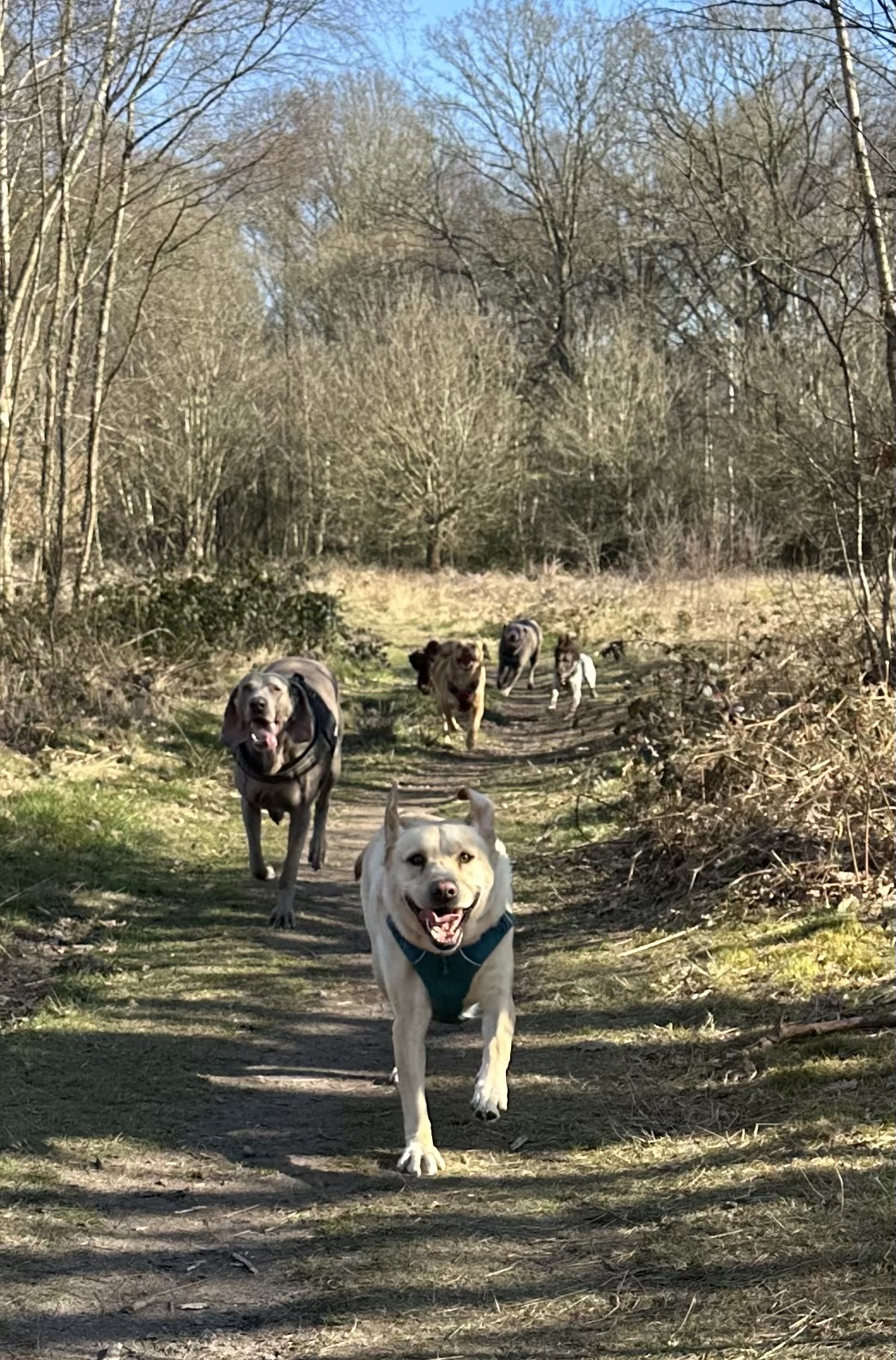 Focused 2 Hour 1:1 Recall Course