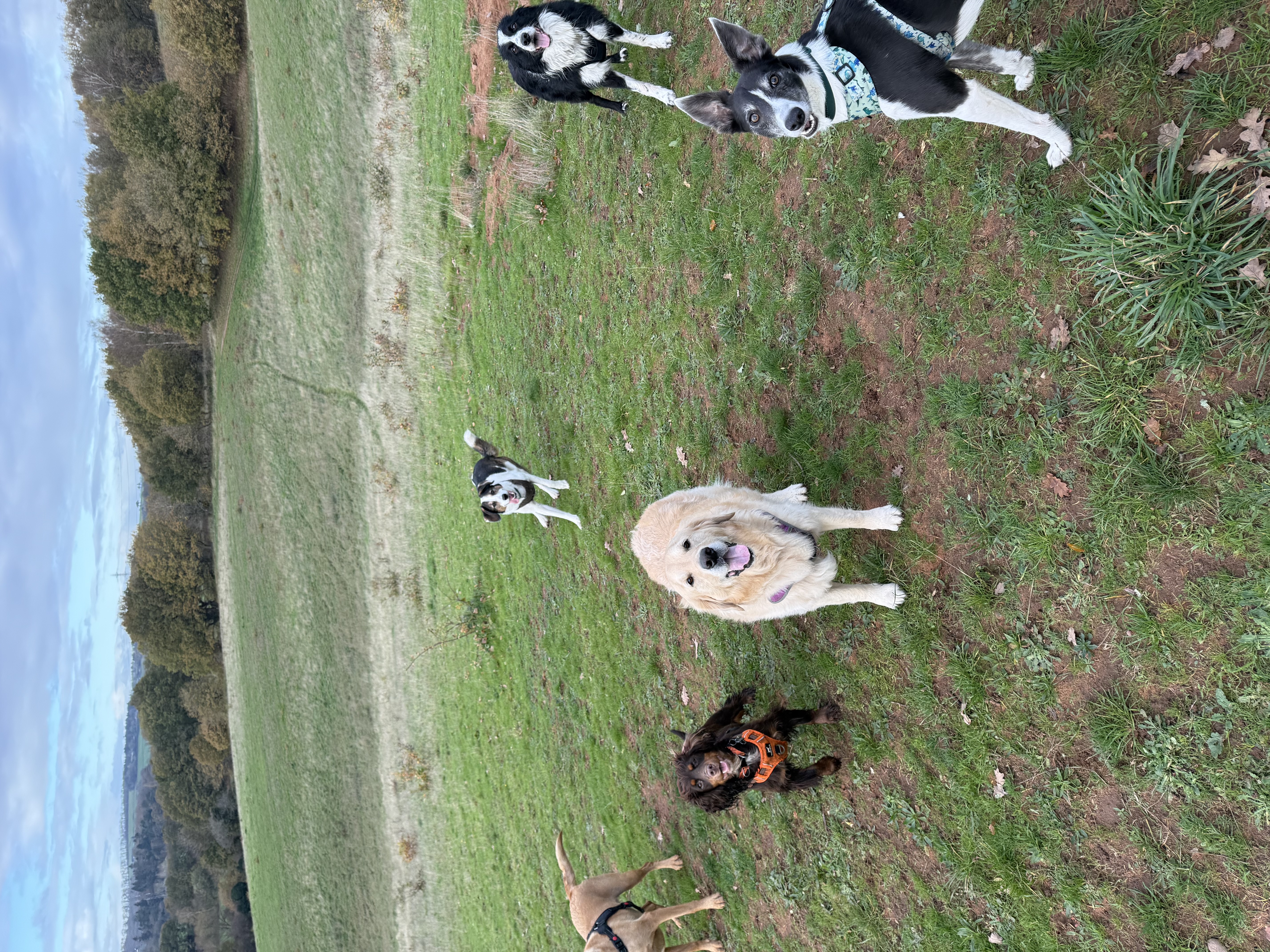 Mind Over Mutt(er) - 4 x 1:1 Training sessions