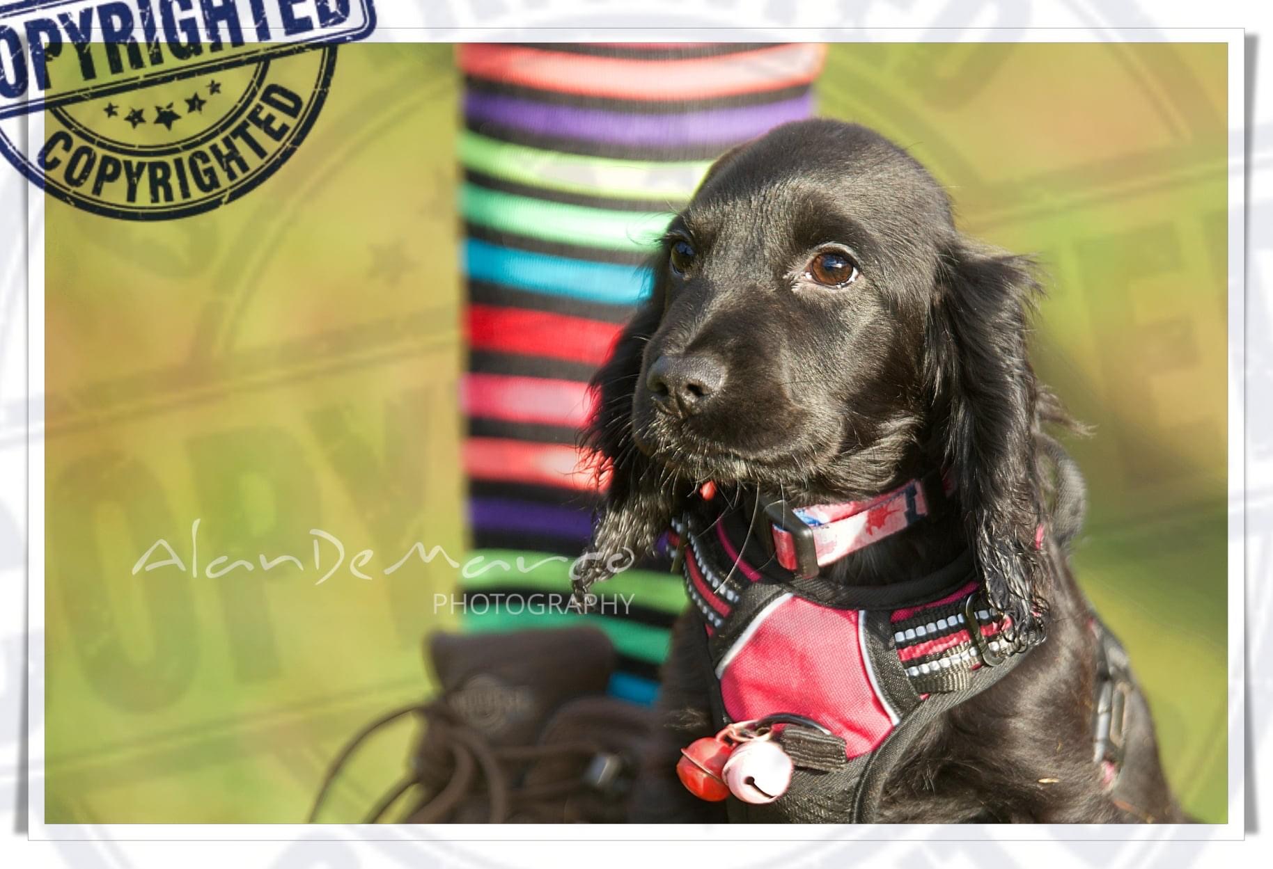 2 x 1:1 Puppy Sessions PLUS 5 Week Puppy Foundation Course