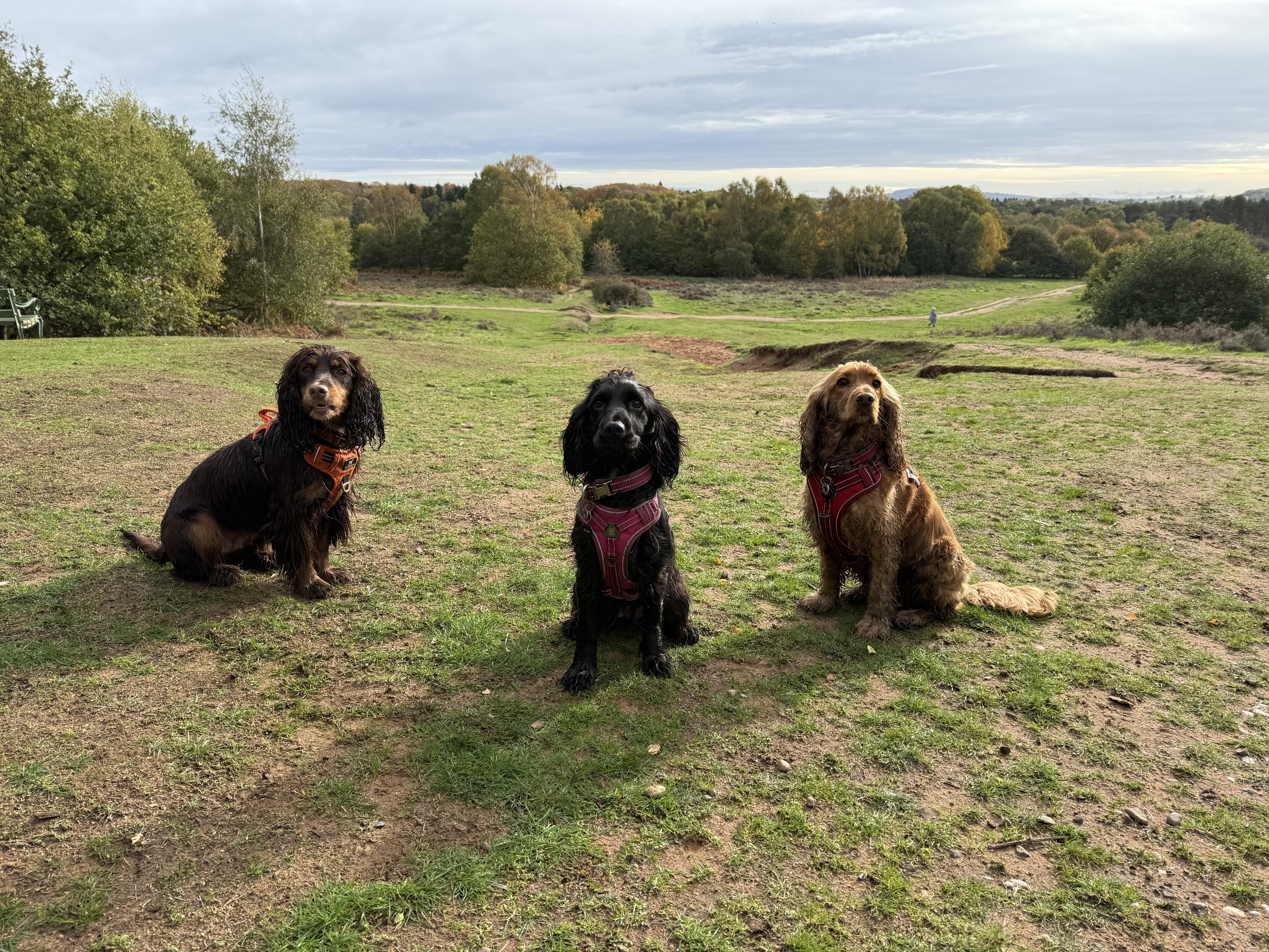 For Dogs Sake - 5 x 1:1 Sessions