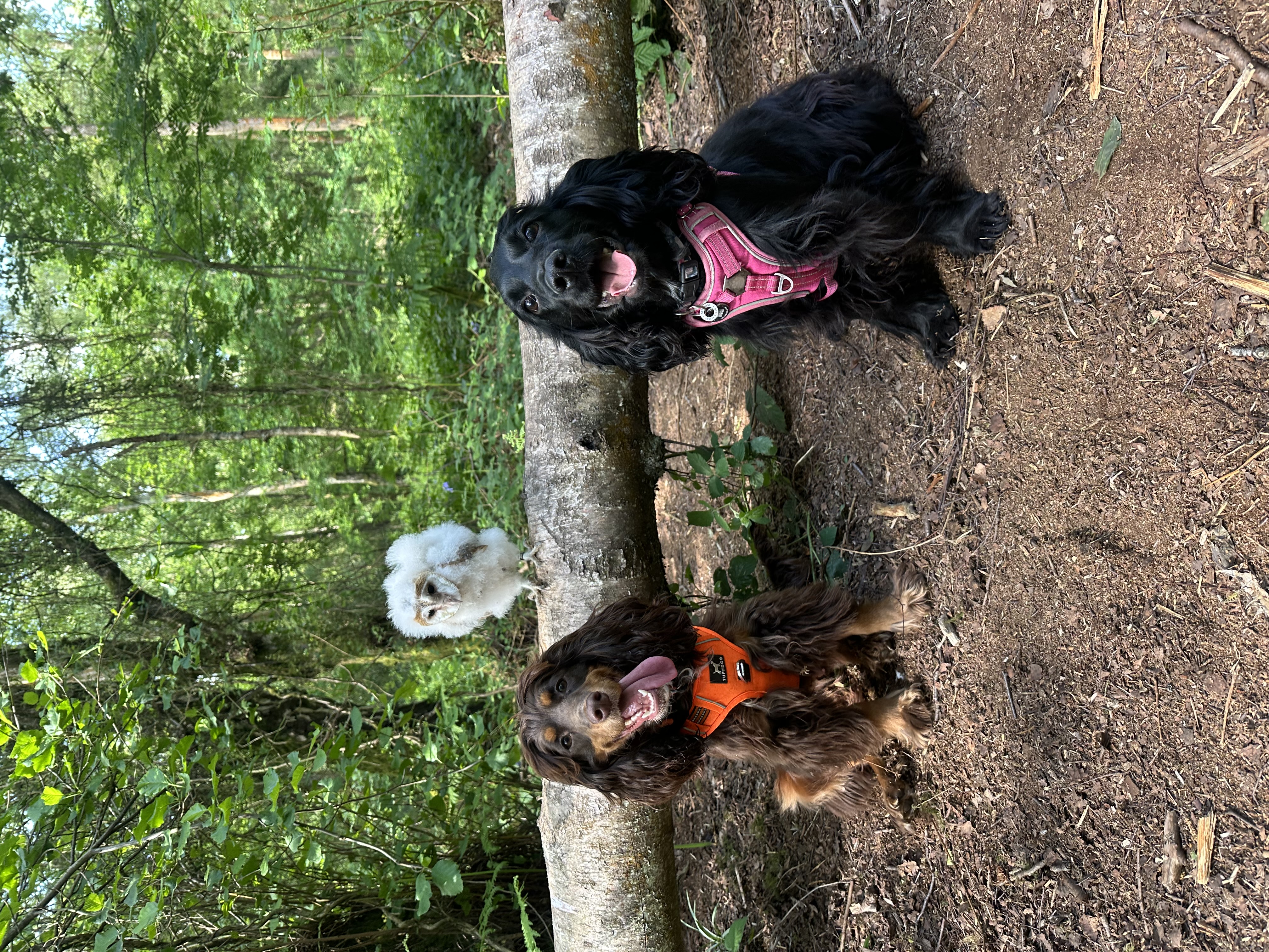 Paws in Progress - 3 x 1:1 Sessions