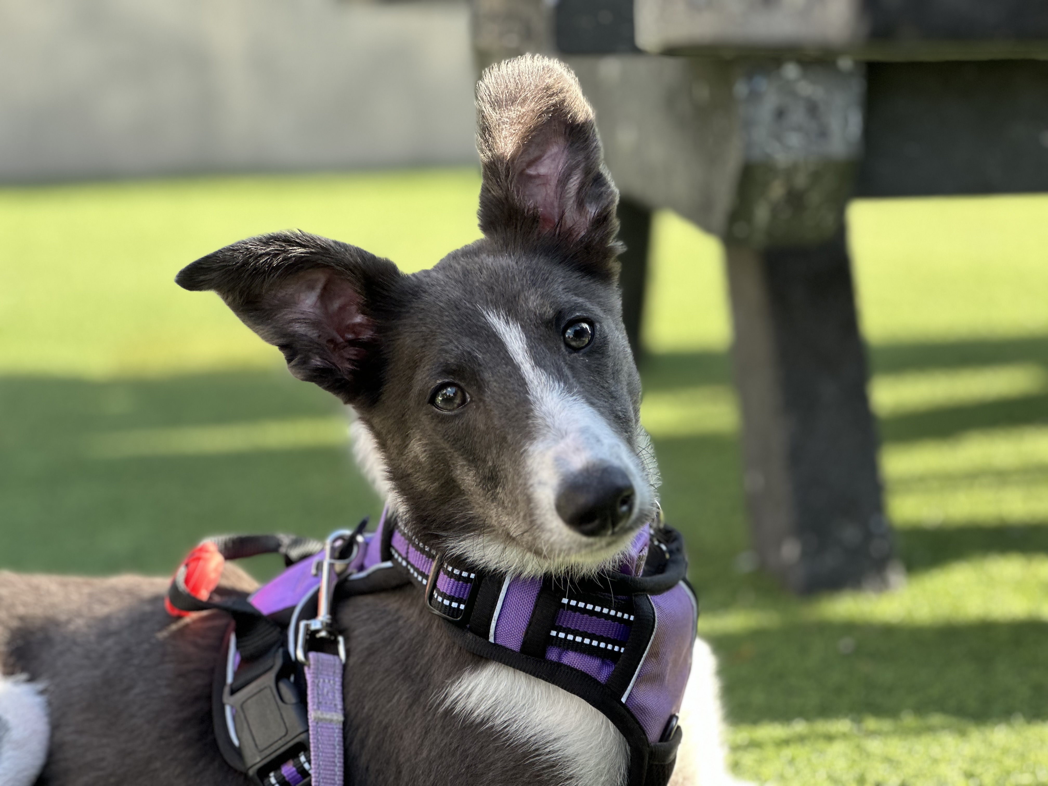 The Paw-sitive Puppy 