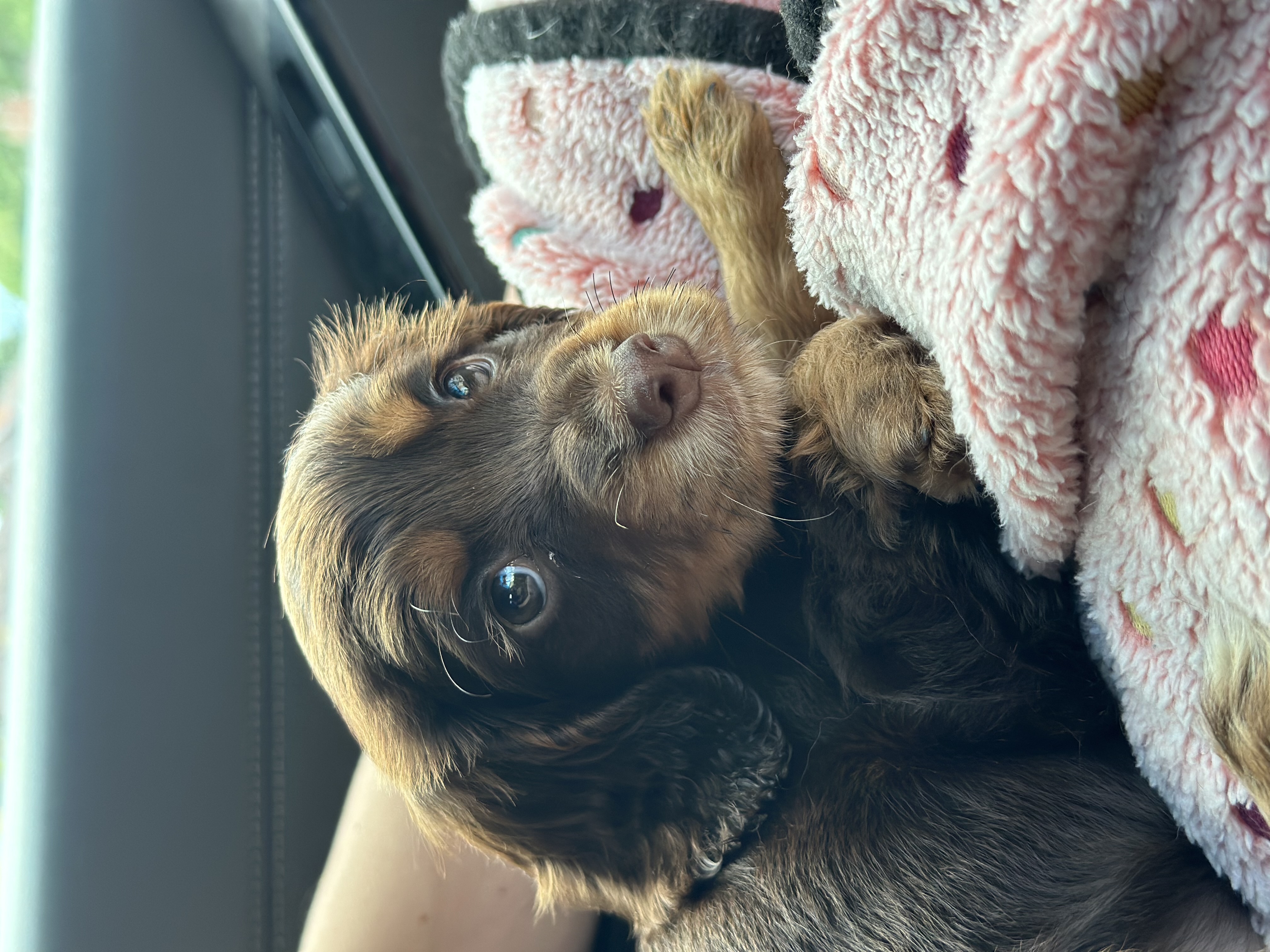 Paw-sitive Pre -Puppy Visit